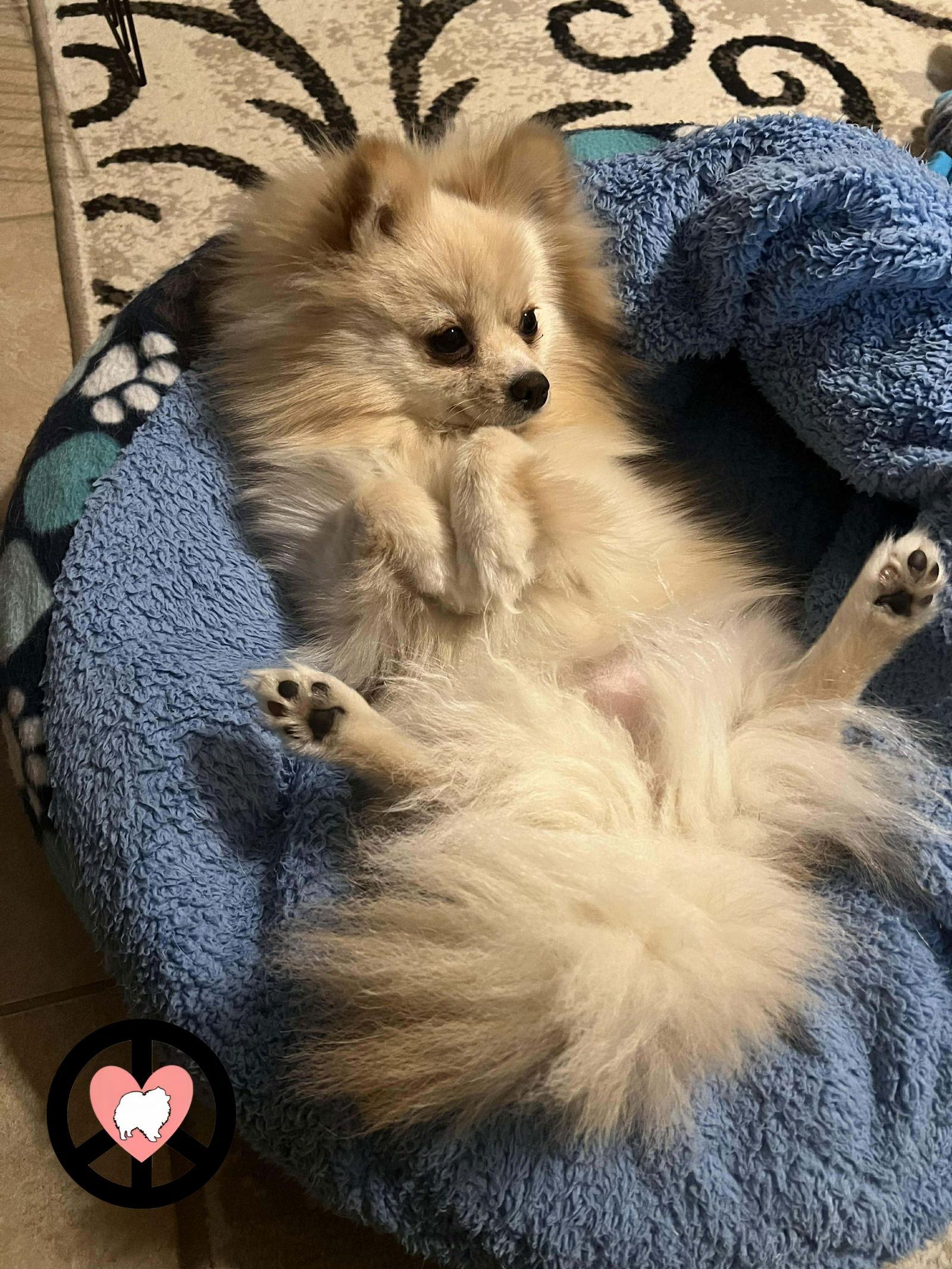 Enlarge Hannah Marie, a Adoptable Pomeranian in Lebanon, PA image 3/3