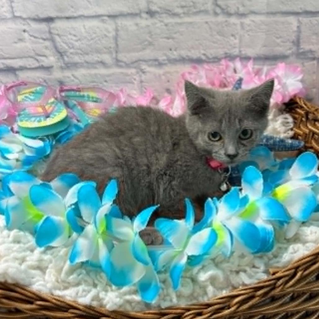 Boo, Adoptable, Kitten Female Domestic Short Hair.