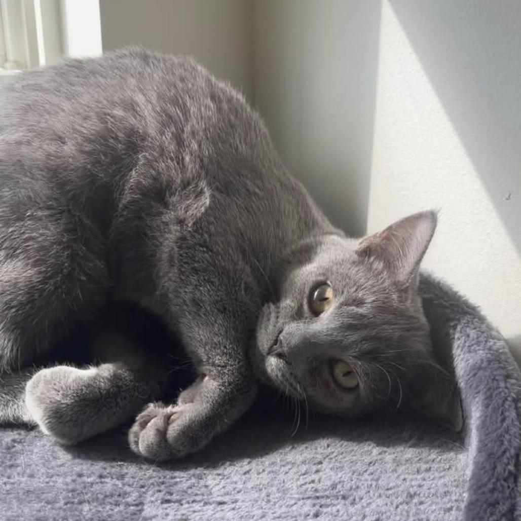 Enlarge Boo, a Adoptable Domestic Short Hair in Harrisonburg, VA image 2/4