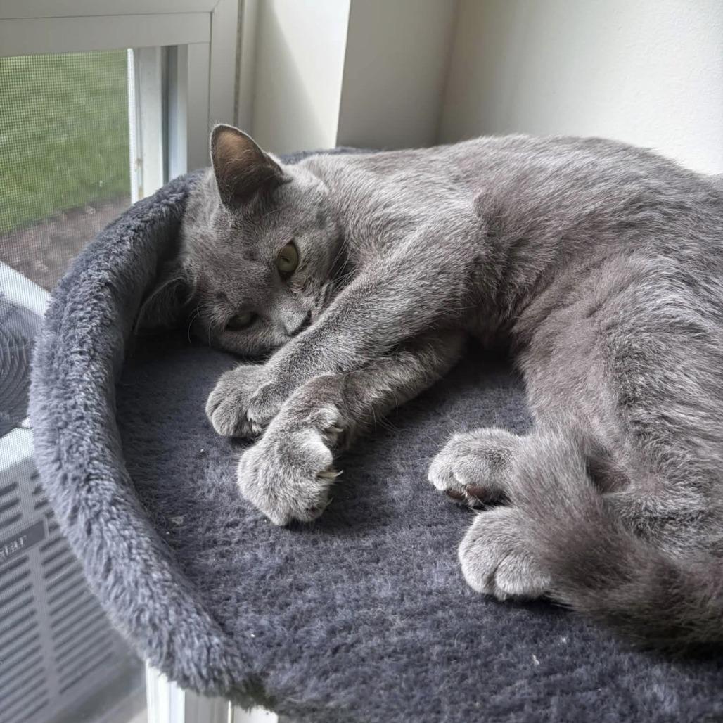 Enlarge Boo, a Adoptable Domestic Short Hair in Harrisonburg, VA image 3/4