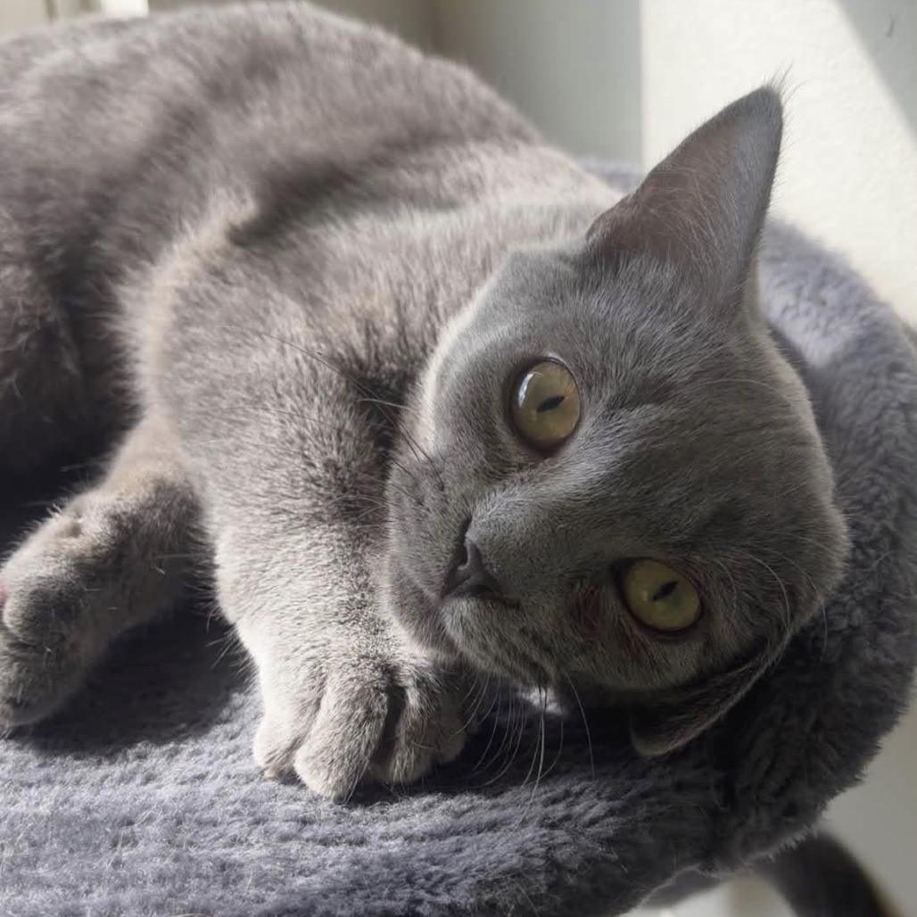 Enlarge Boo, a Adoptable Domestic Short Hair in Harrisonburg, VA image 4/4