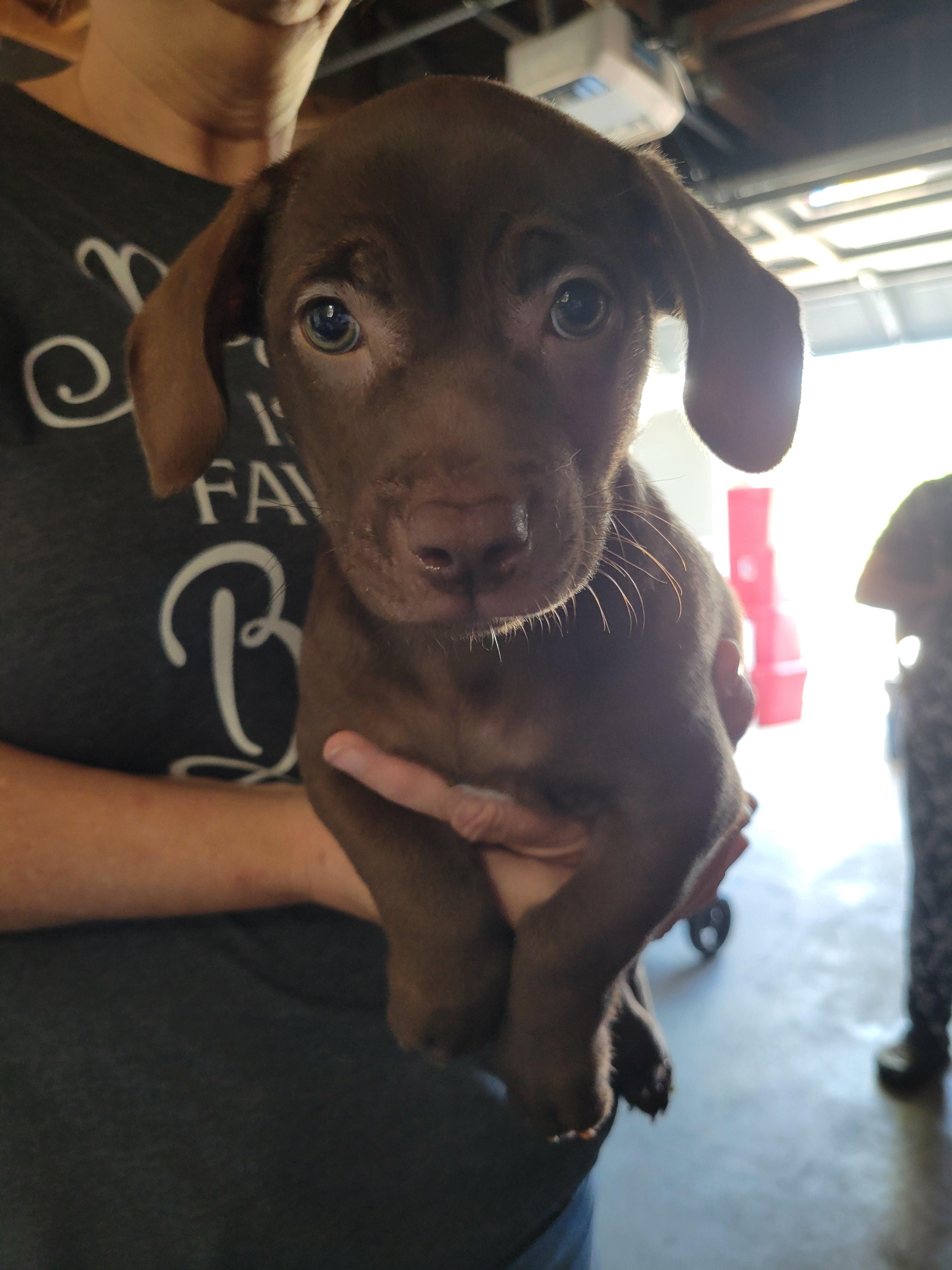 Enlarge Brownie, a Adopted mixed breed in rowland heights, CA image 1/3