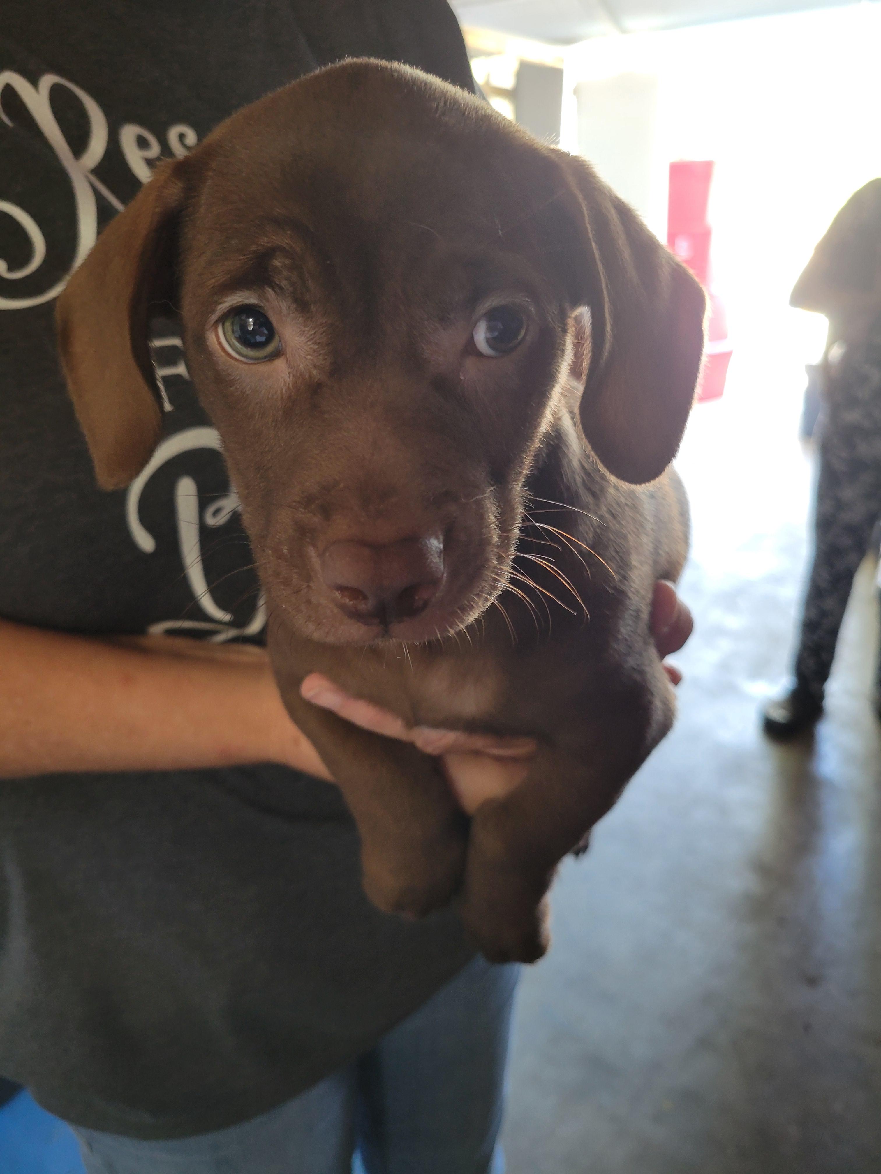 Enlarge Brownie, a Adopted mixed breed in rowland heights, CA image 2/3