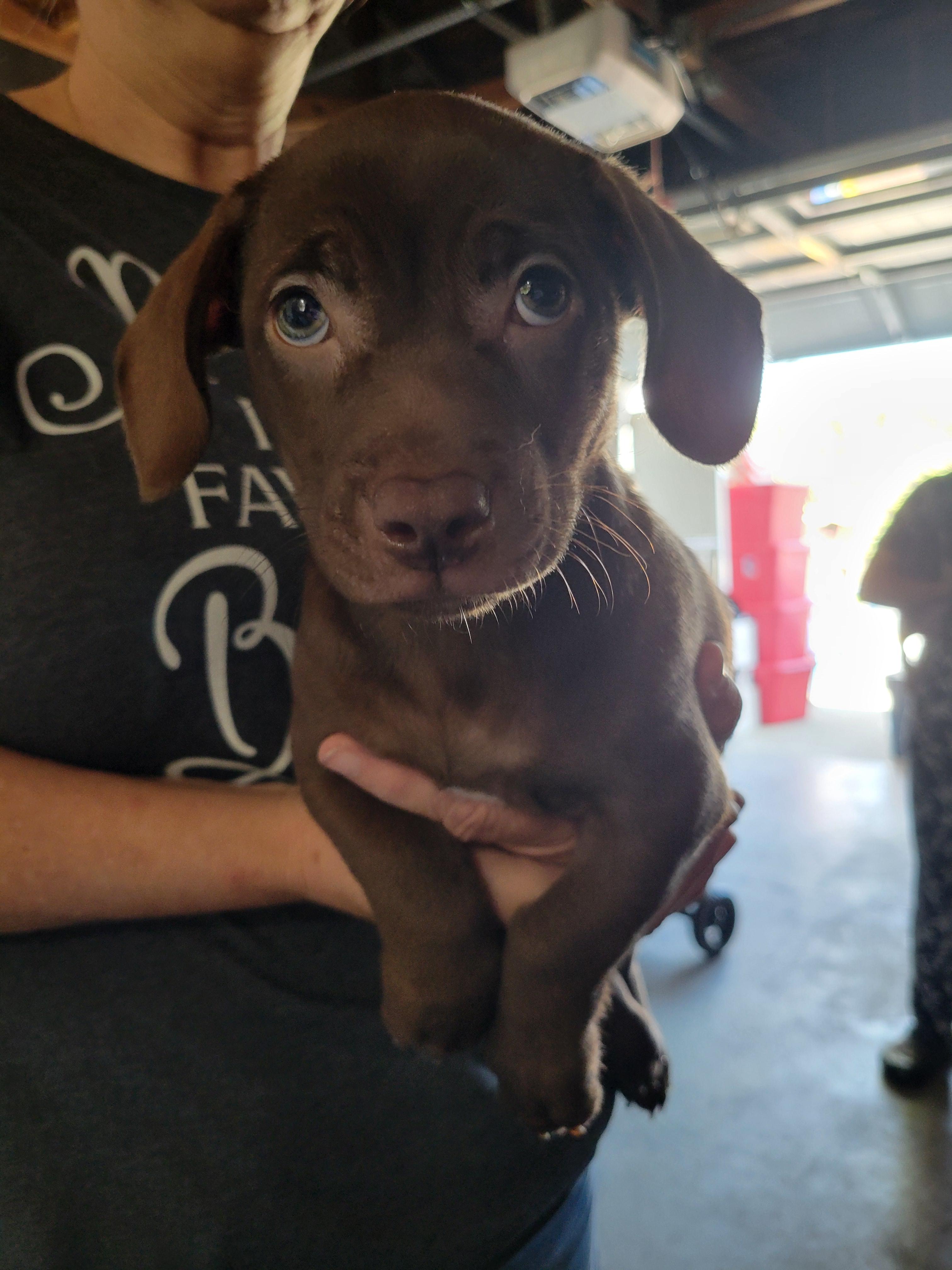 Enlarge Brownie, a Adopted mixed breed in rowland heights, CA image 3/3