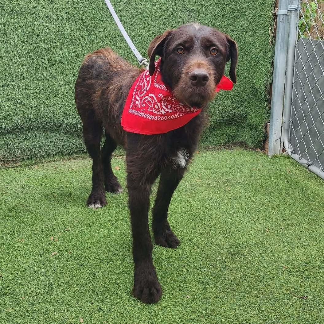 Enlarge Brownie, an adopted mixed breed in Darien, IL image 2/6