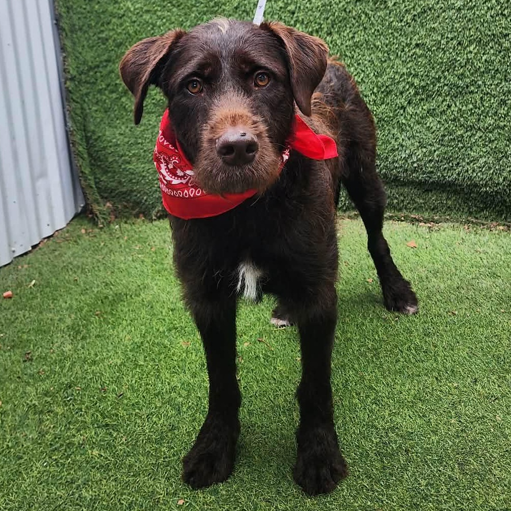 Enlarge Brownie, an adopted mixed breed in Darien, IL image 1/6