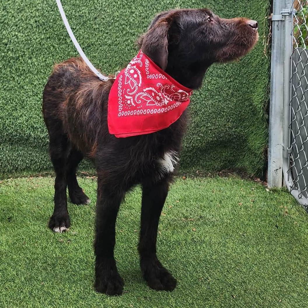 Enlarge Brownie, an adopted mixed breed in Darien, IL image 3/6