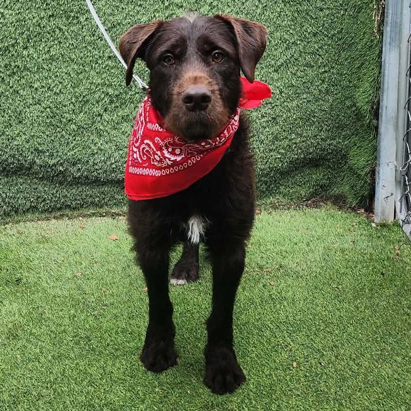 Enlarge Brownie, an adopted mixed breed in Darien, IL image 5/6
