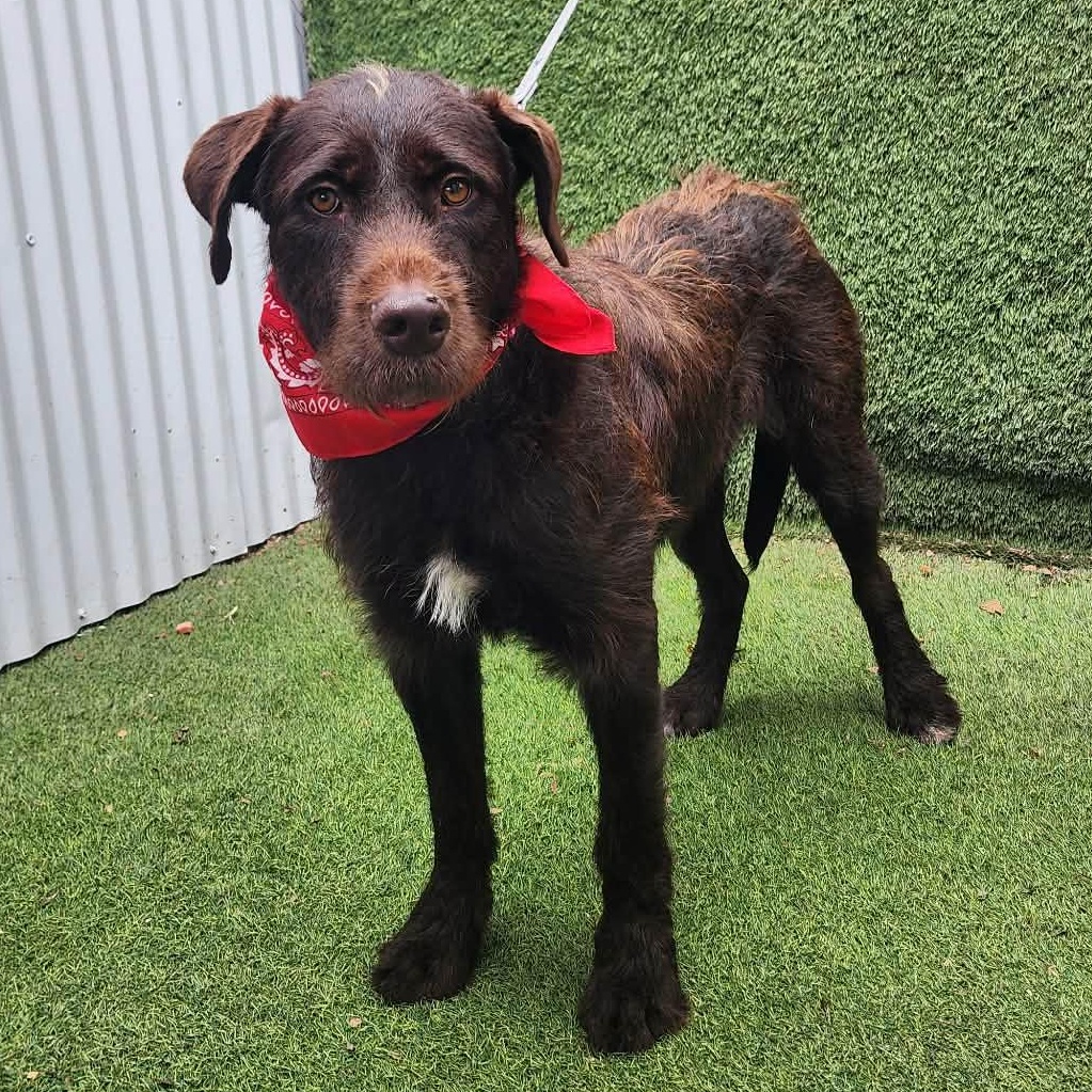 Enlarge Brownie, an adopted mixed breed in Darien, IL image 6/6