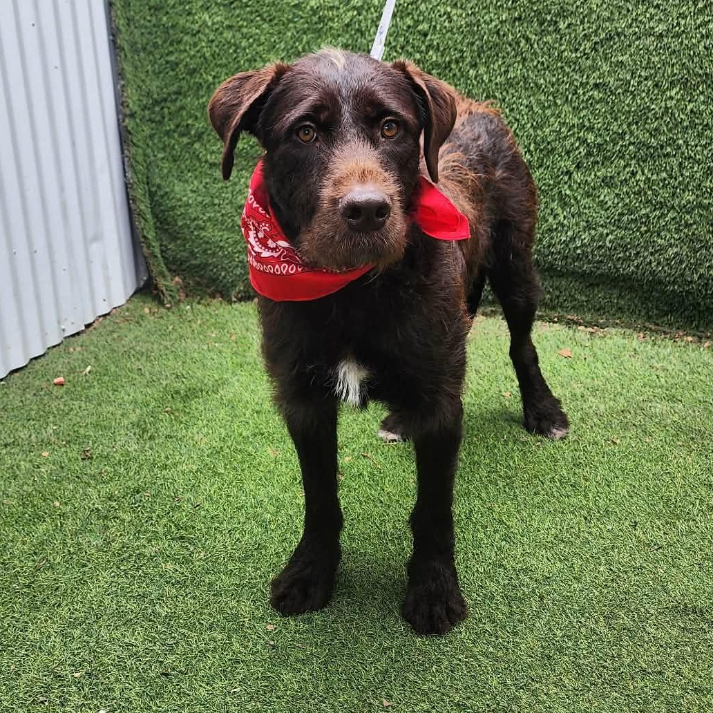 Enlarge Brownie, an adopted mixed breed in Darien, IL image 4/6