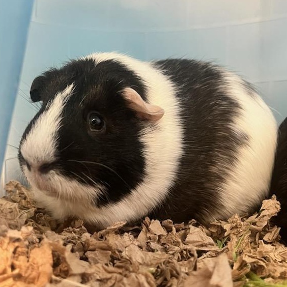 Enlarge Sparkle (ID 51256/1398), a ADOPTABLE Guinea Pig in Manassas, VA image 1/1