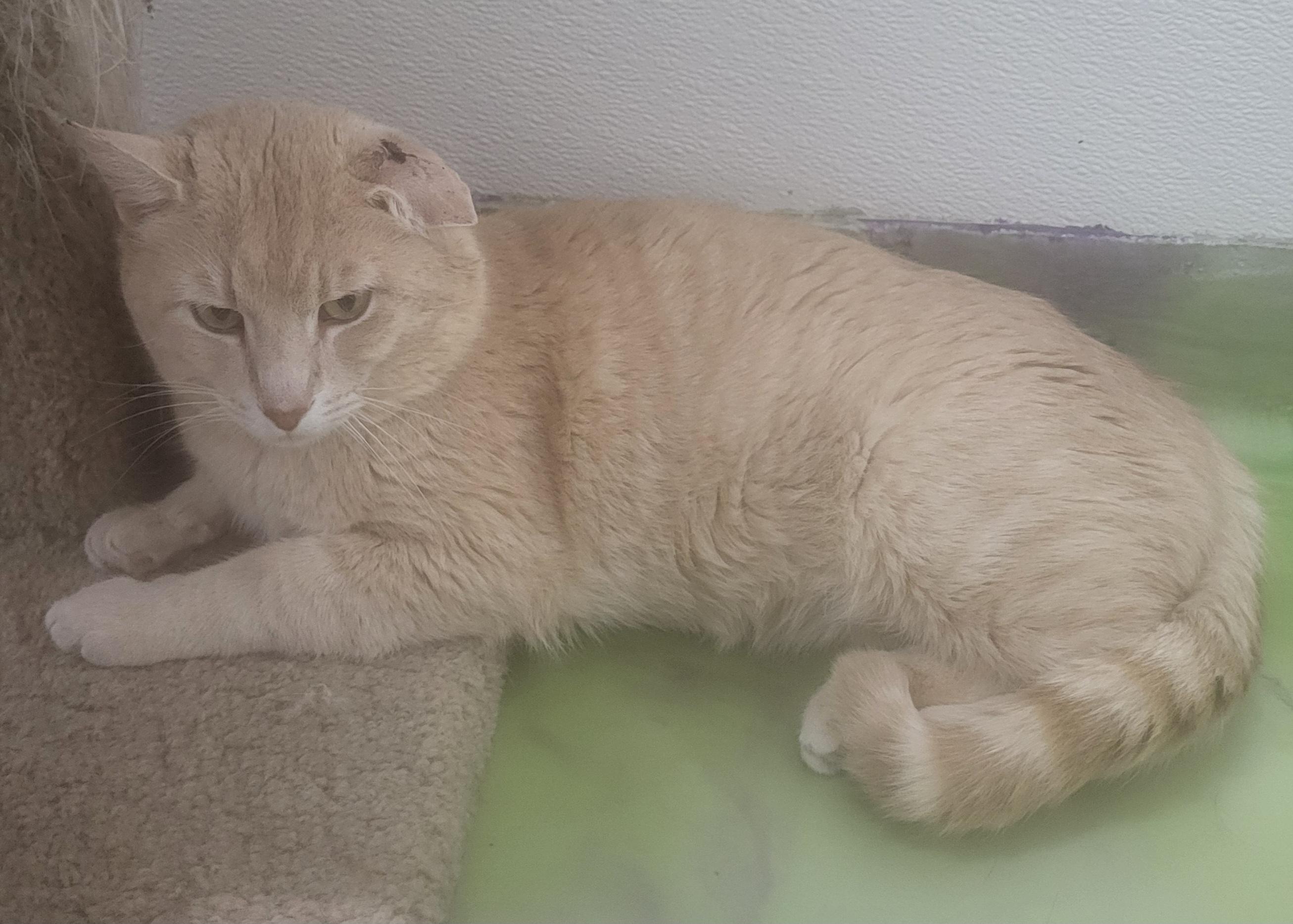 Charlie, Adoptable, Adult Male Domestic Short Hair.