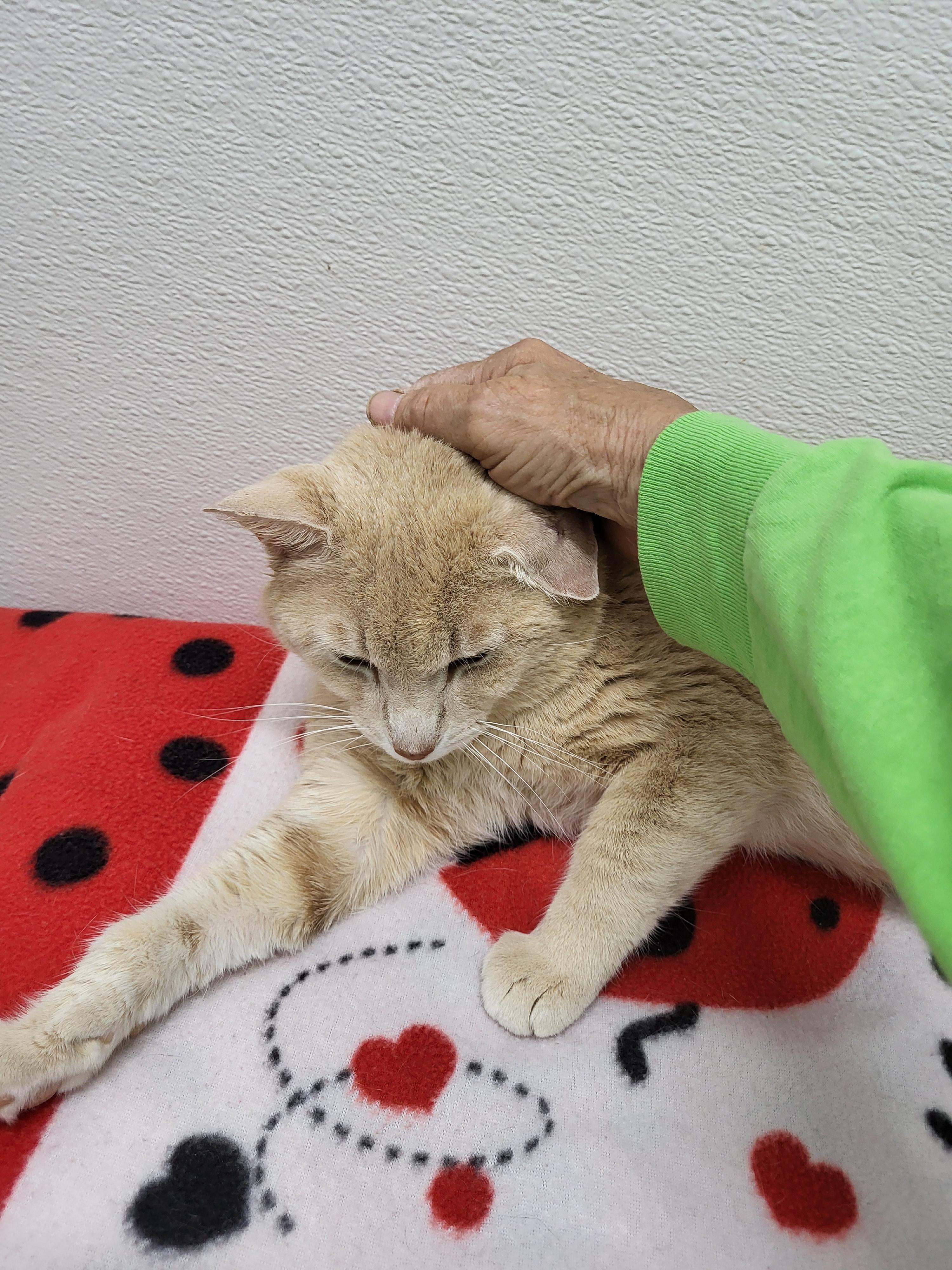 Enlarge Charlie, a Adoptable Domestic Short Hair in Anna, IL image 2/4