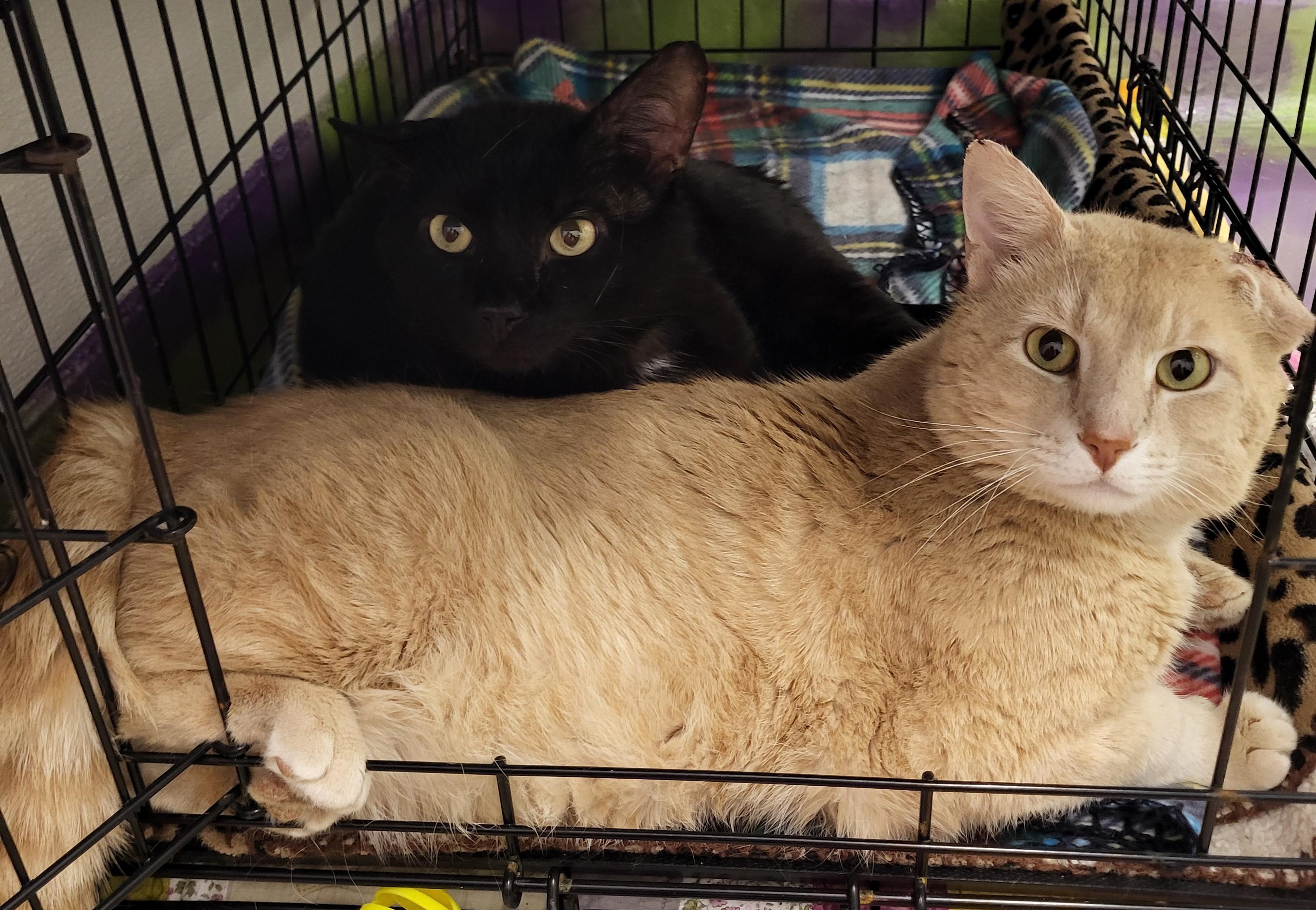 Enlarge Charlie, a Adoptable Domestic Short Hair in Anna, IL image 3/4