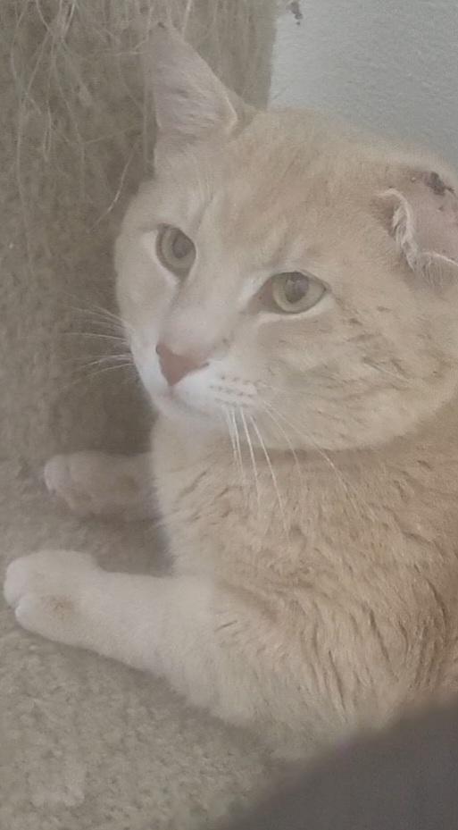 Enlarge Charlie, a Adoptable Domestic Short Hair in Anna, IL image 4/4