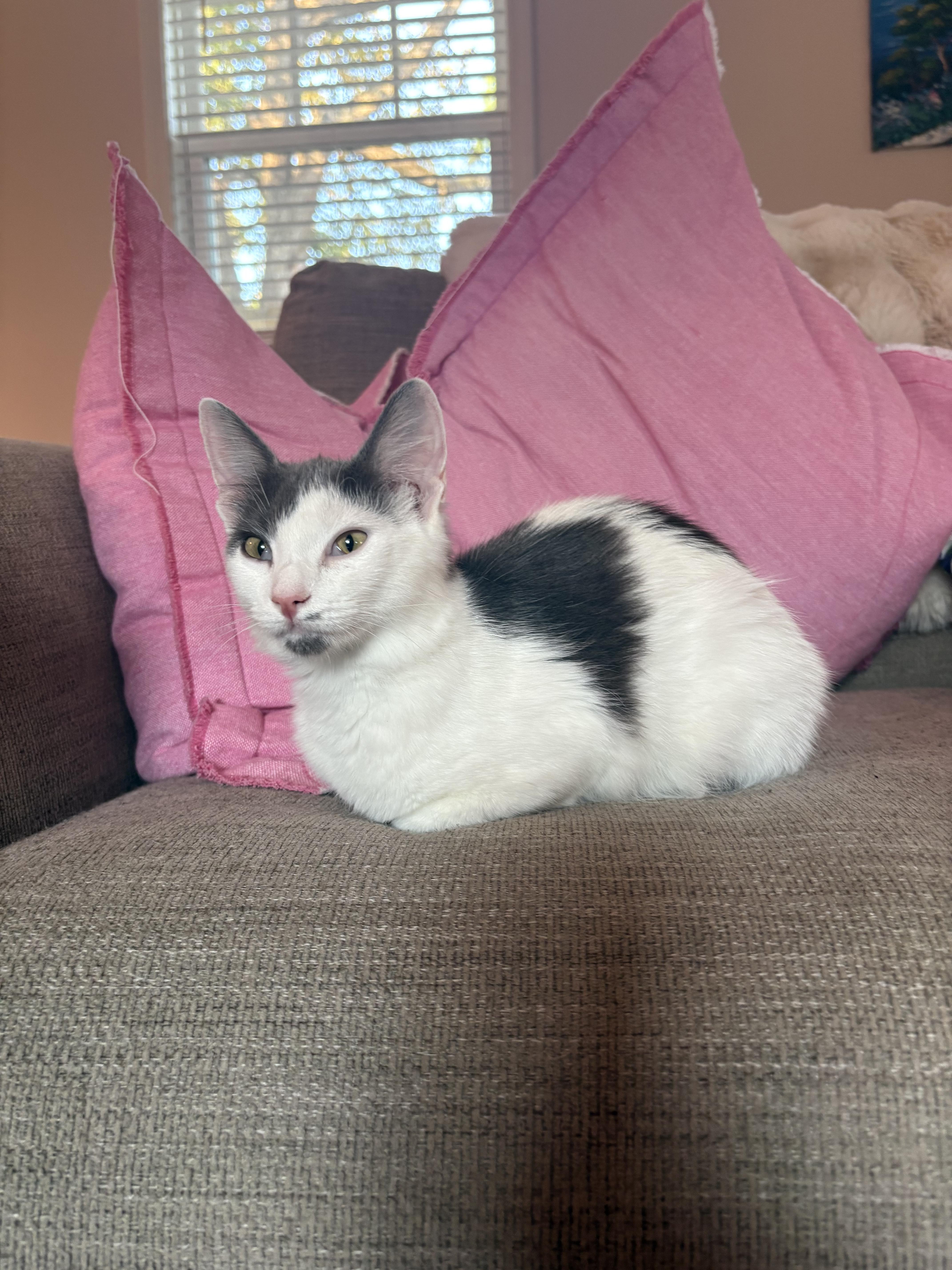 Enlarge Marilyn Monroe, a Adoptable mixed breed in Knoxville, TN image 3/6