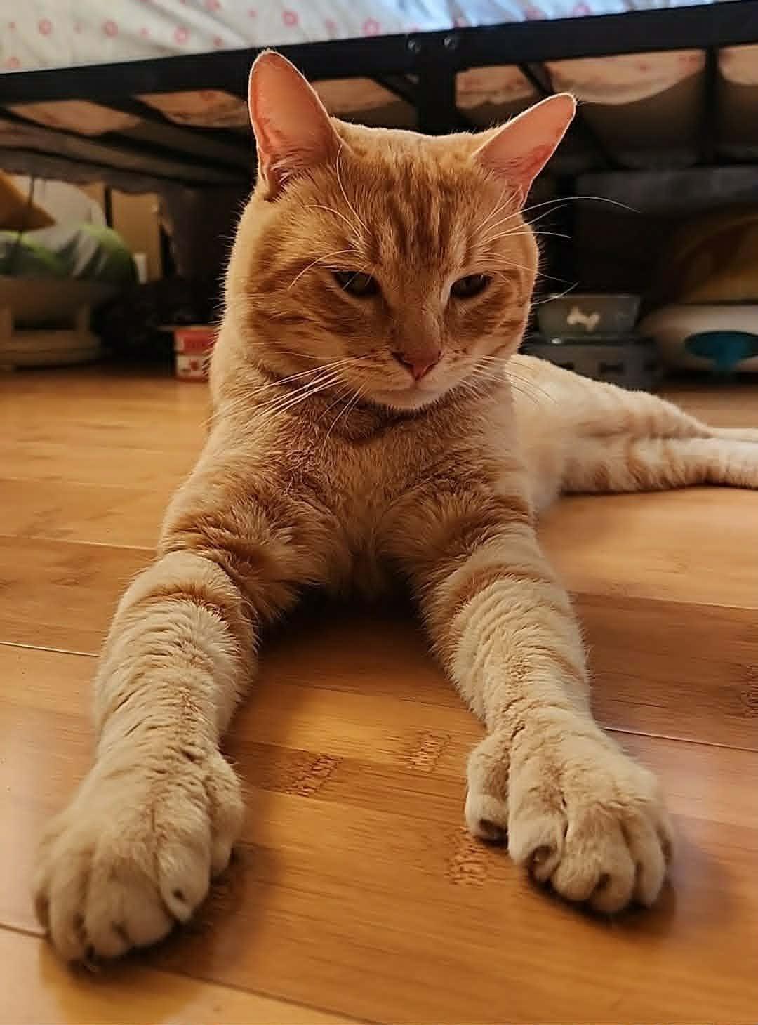 Enlarge Sunny, a ADOPTABLE mixed breed in san francisco, CA image 1/6