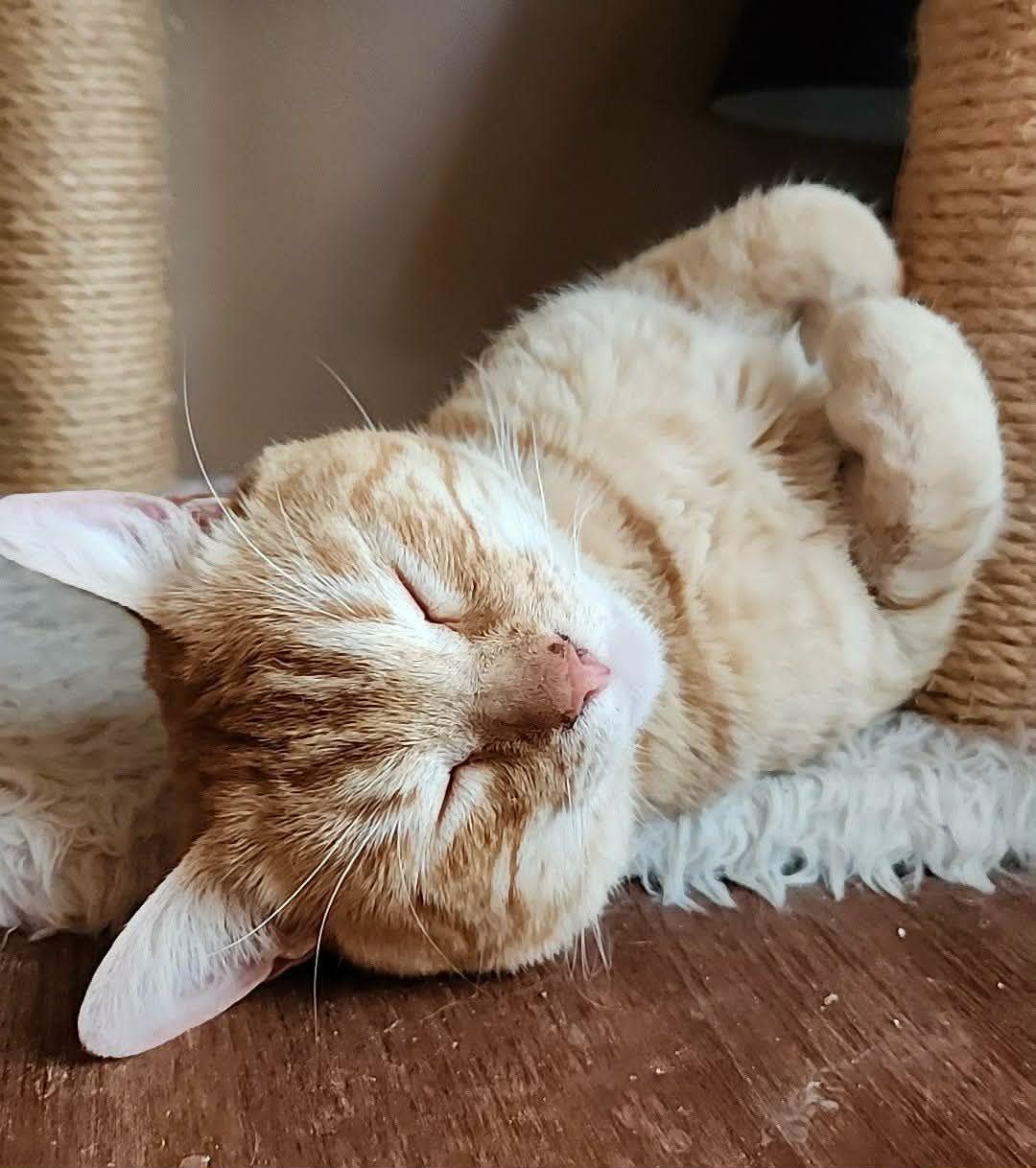 Enlarge Sunny, a ADOPTABLE mixed breed in san francisco, CA image 3/6