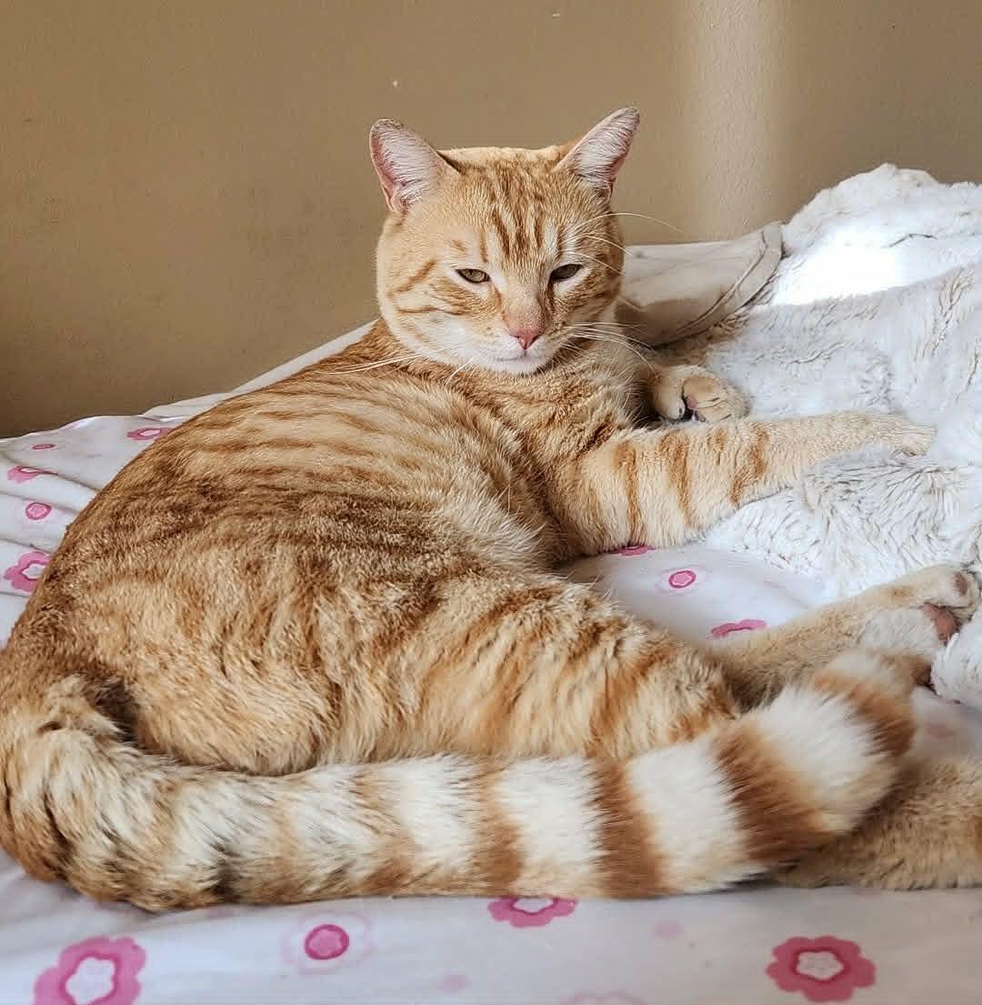 Sunny - polydactyl, an adoptable mixed breed in San Mateo, CA image 2/5