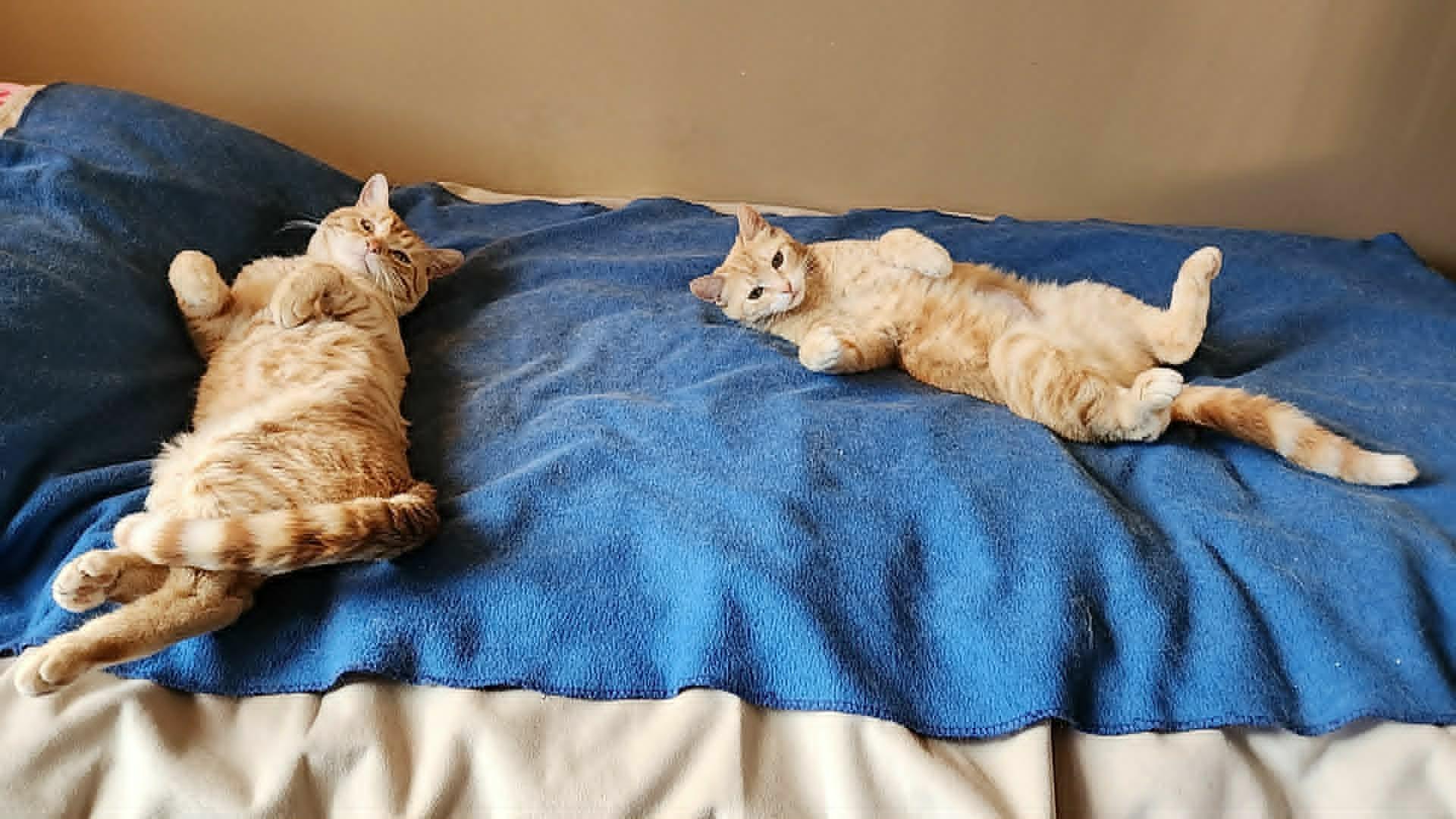 Enlarge Sunny, a ADOPTABLE mixed breed in san francisco, CA image 2/6