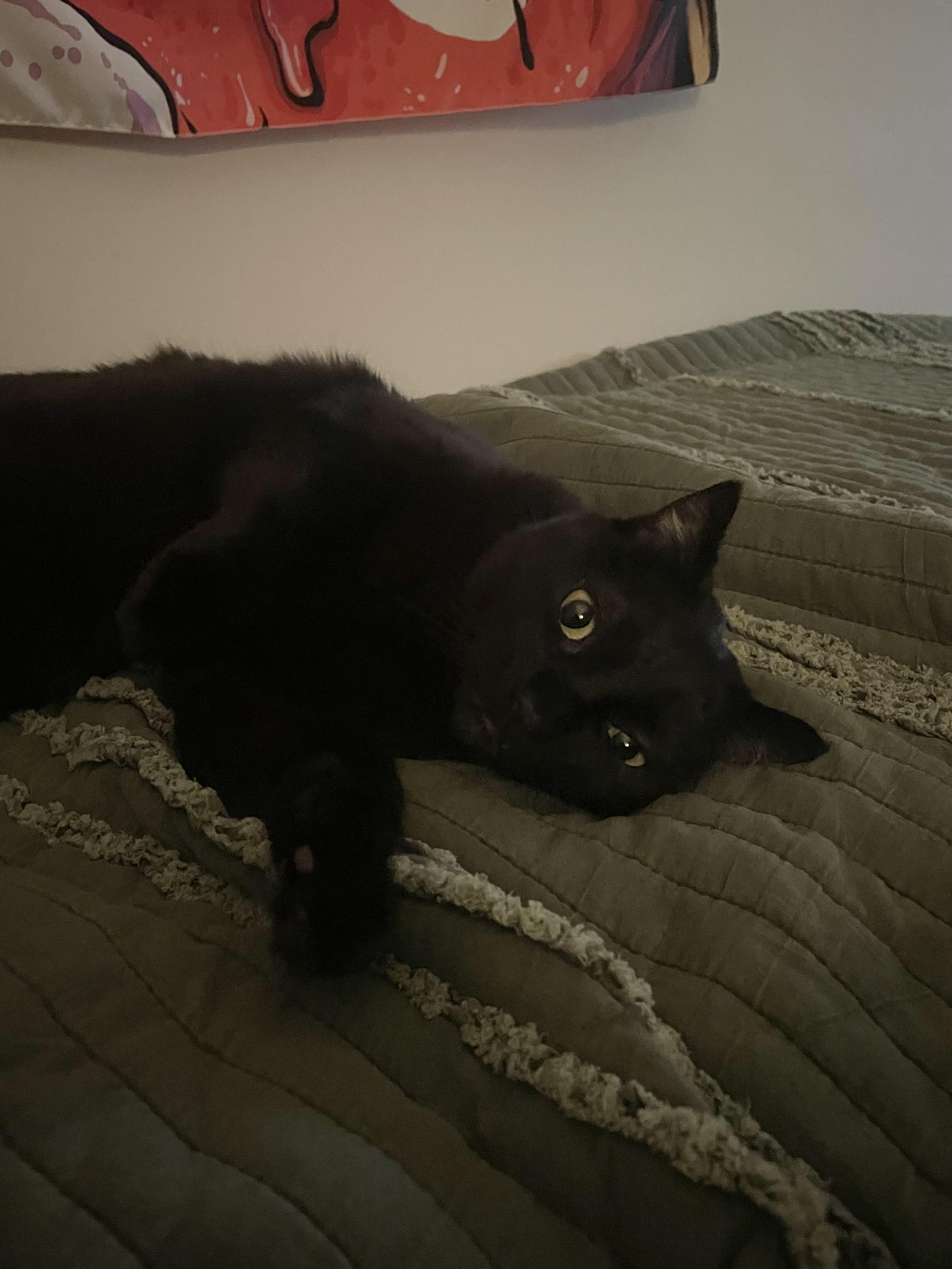 Enlarge Mischa, a Adoptable Domestic Short Hair in Paw Paw, MI image 3/5