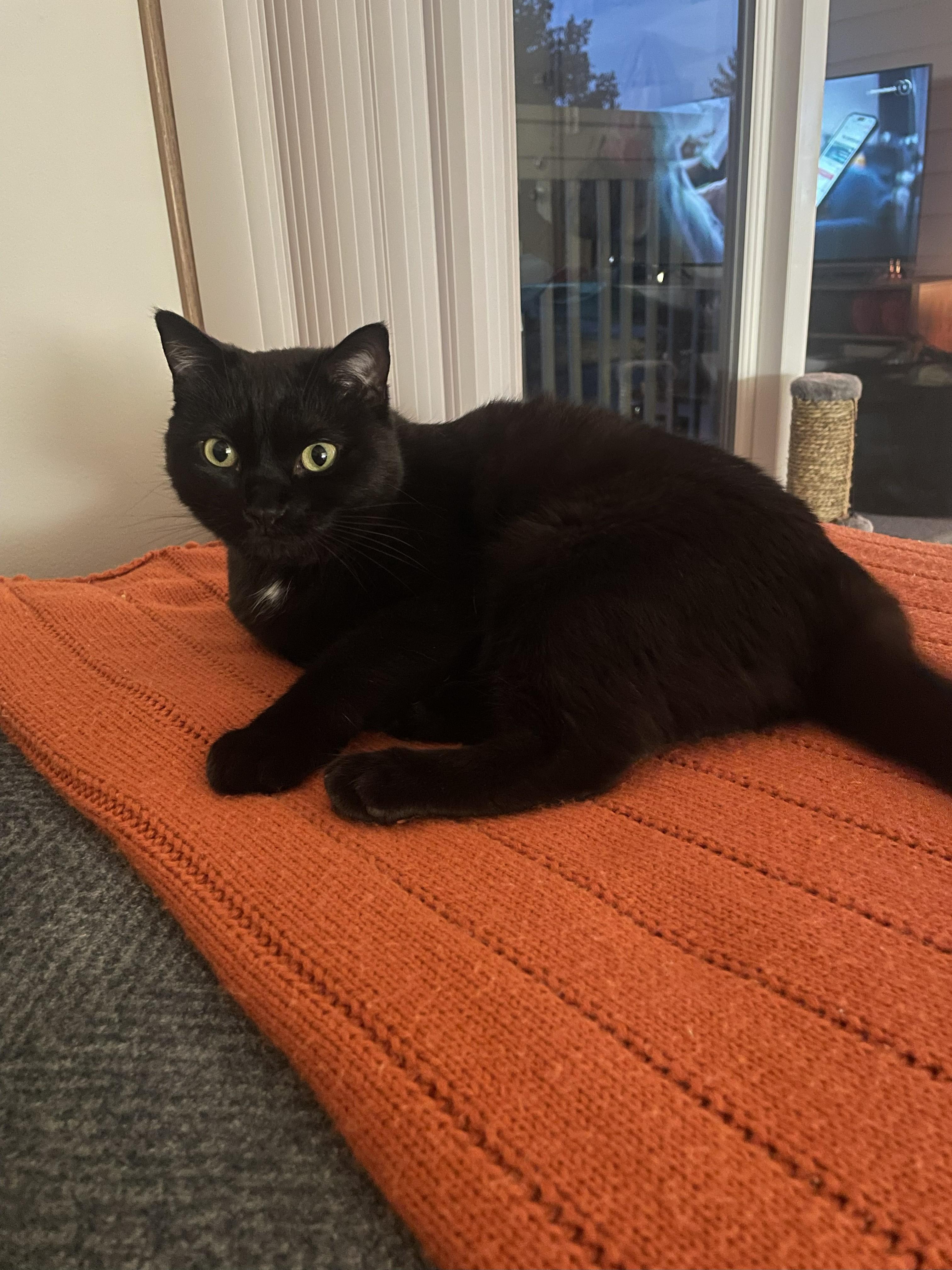 Enlarge Mischa, a Adoptable Domestic Short Hair in Paw Paw, MI image 2/5