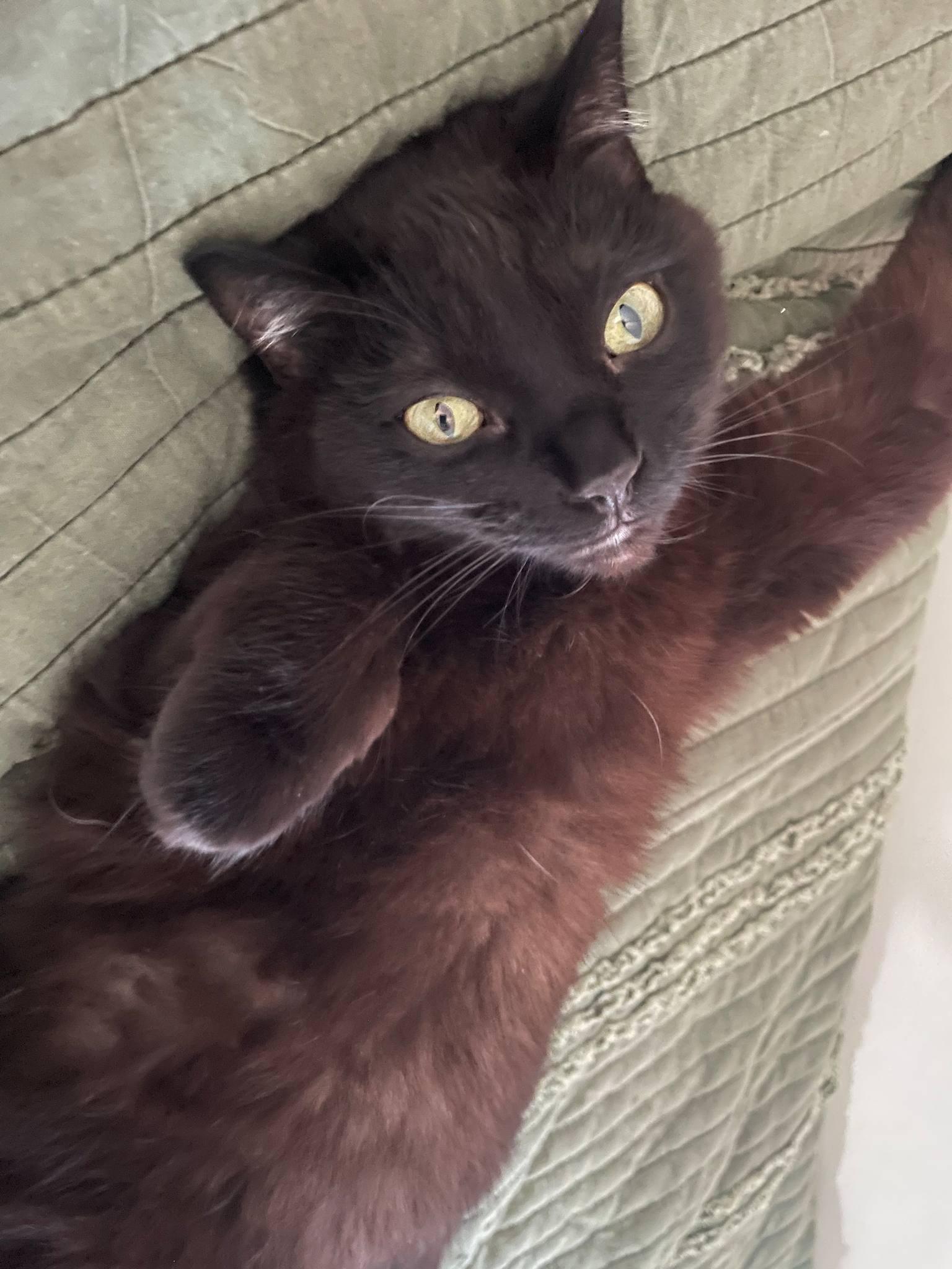 Mischa, Adoptable, Adult Female Domestic Short Hair.