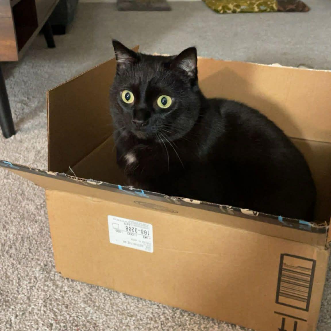 Enlarge Mischa, a Adoptable Domestic Short Hair in Paw Paw, MI image 1/6