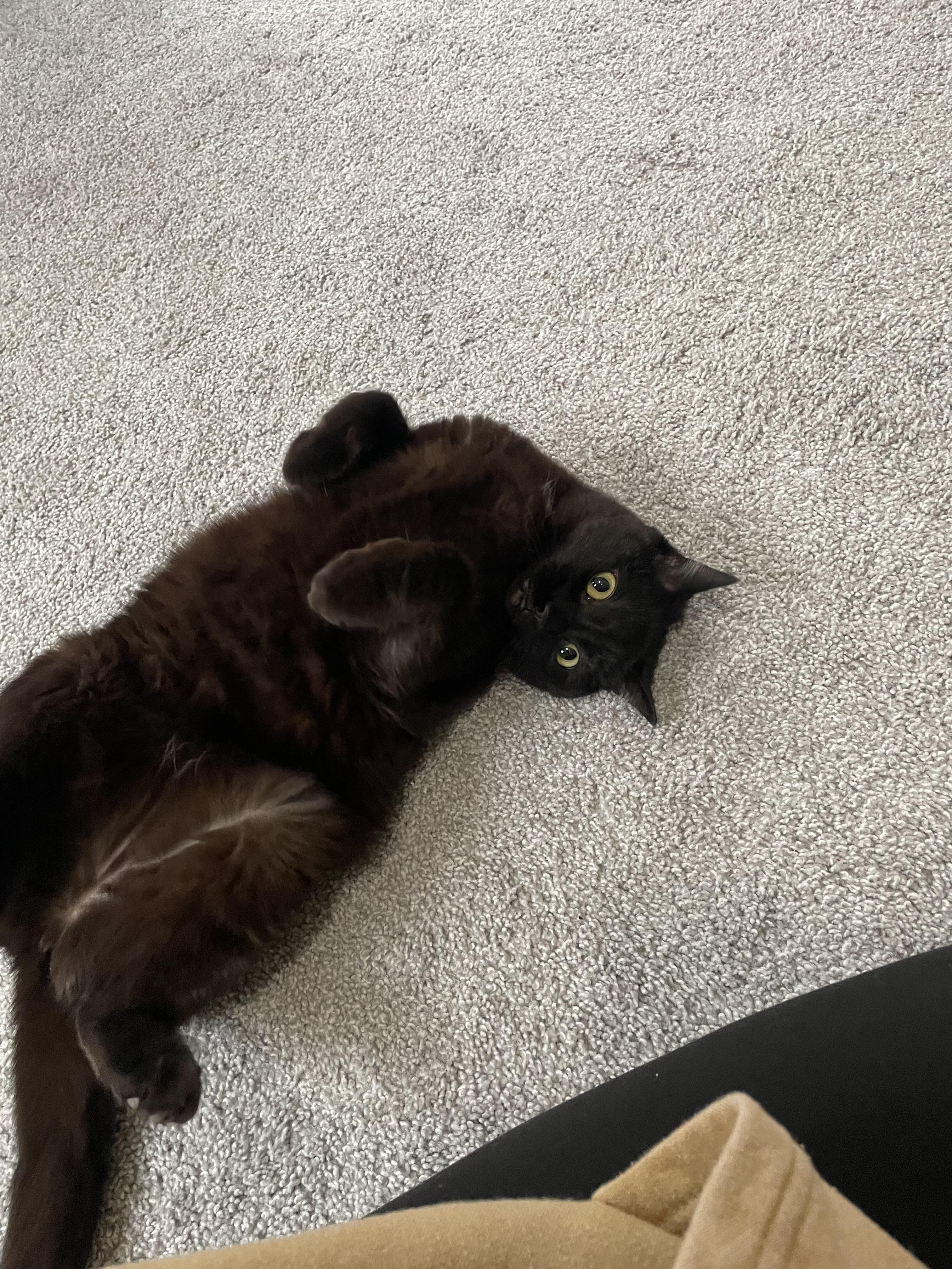 Enlarge Mischa, a Adoptable Domestic Short Hair in Paw Paw, MI image 4/5