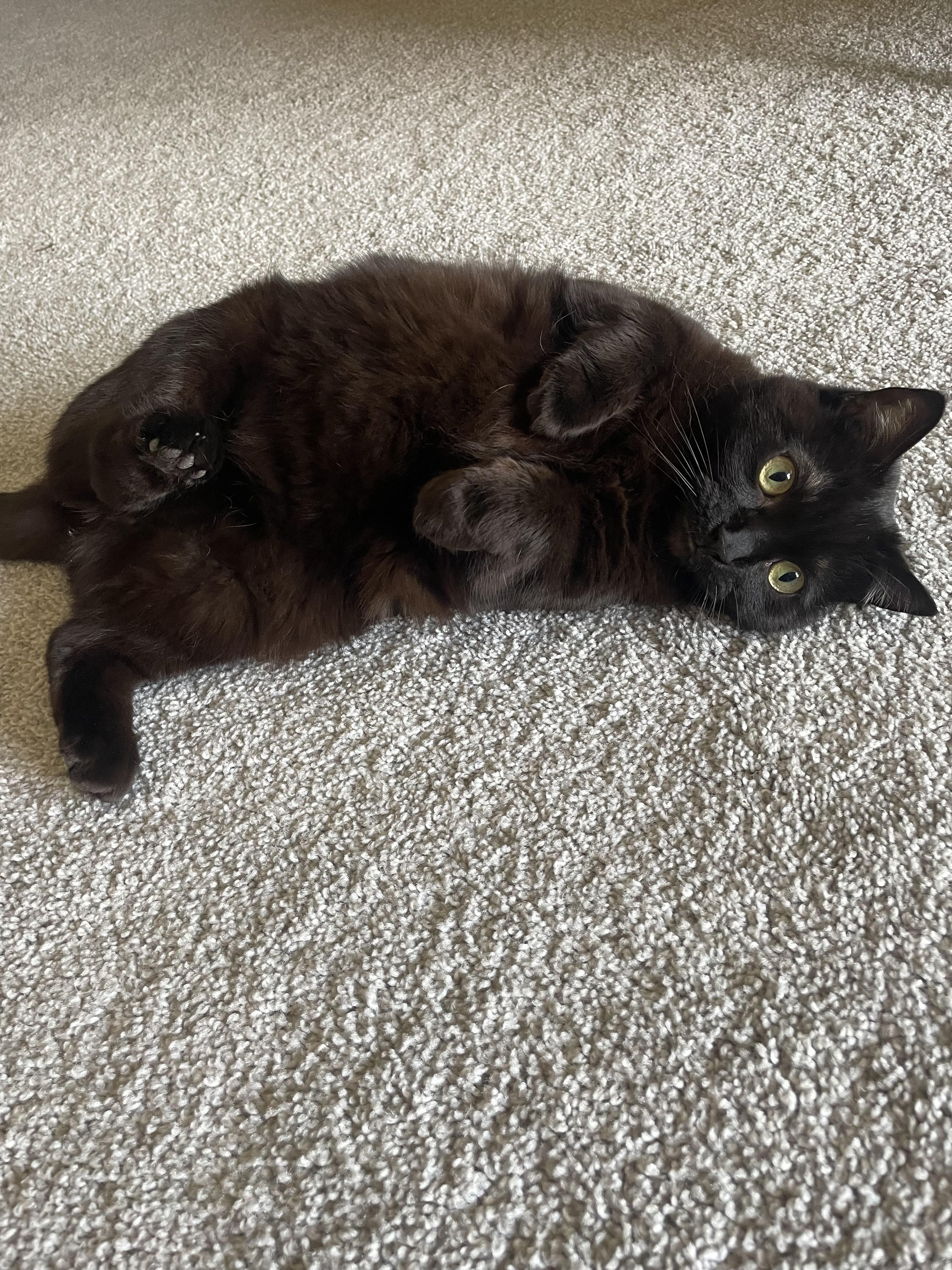 Mischa photo 3