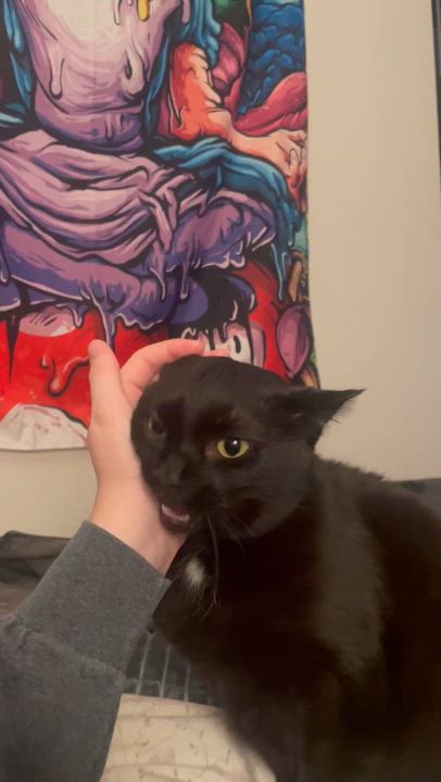 Enlarge Mischa, a Adoptable Domestic Short Hair in Paw Paw, MI video 6/6