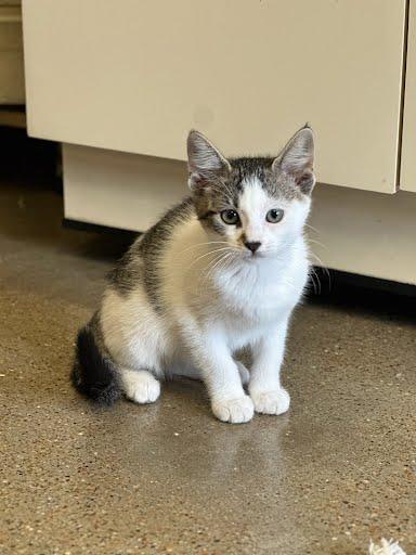 Sadie, Young Female Domestic Short Hair