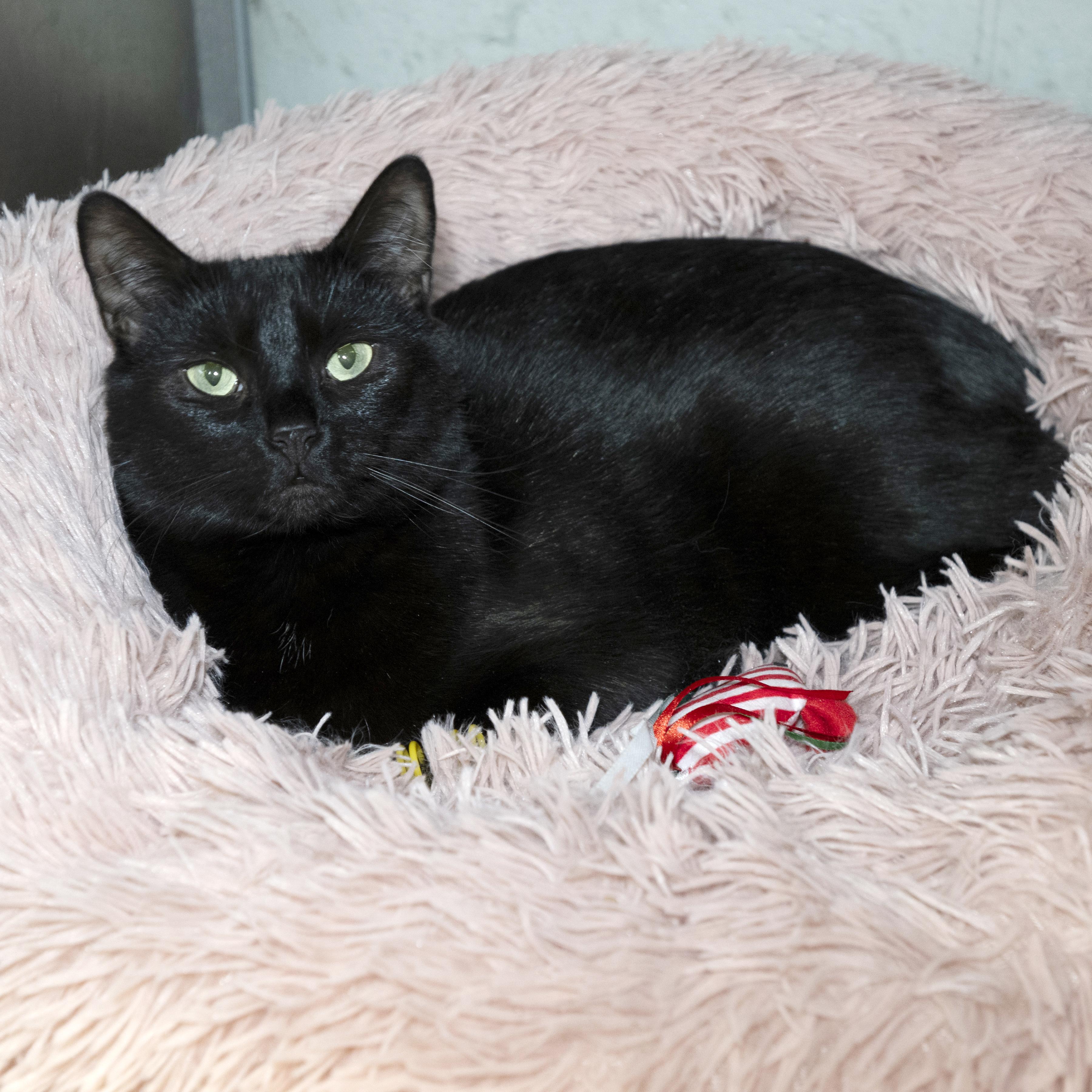 Enlarge Nori, a Adoptable mixed breed in Old Bridge, NJ image 1/1