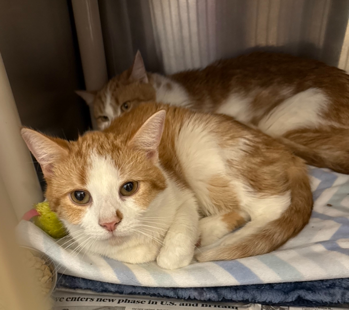 Al & Ed Bonded brothers, a Adoptable Domestic Medium Hair in North Kingstown, RI image 1/6