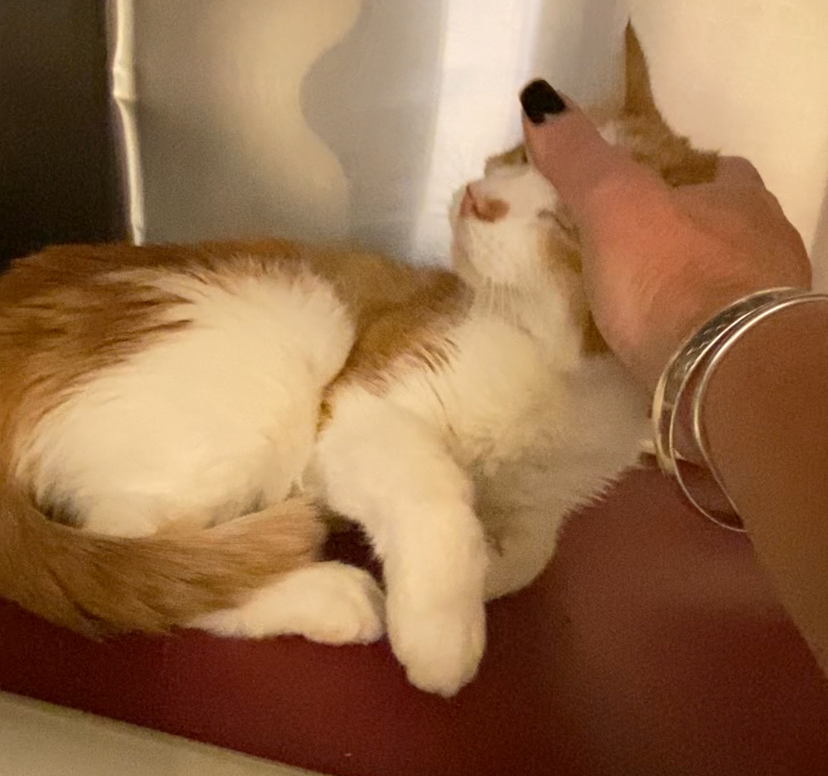 Al & Ed Bonded brothers, a Adoptable Domestic Medium Hair in North Kingstown, RI image 2/6