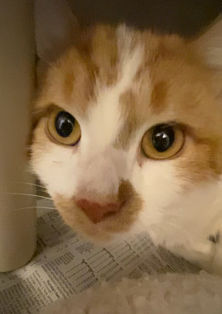 Al & Ed Bonded brothers, a Adoptable Domestic Medium Hair in North Kingstown, RI image 3/6