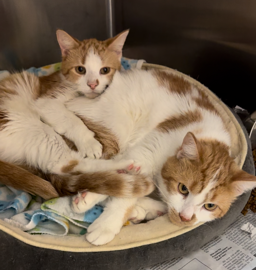 Al & Ed Bonded brothers, a Adoptable Domestic Medium Hair in North Kingstown, RI image 4/6