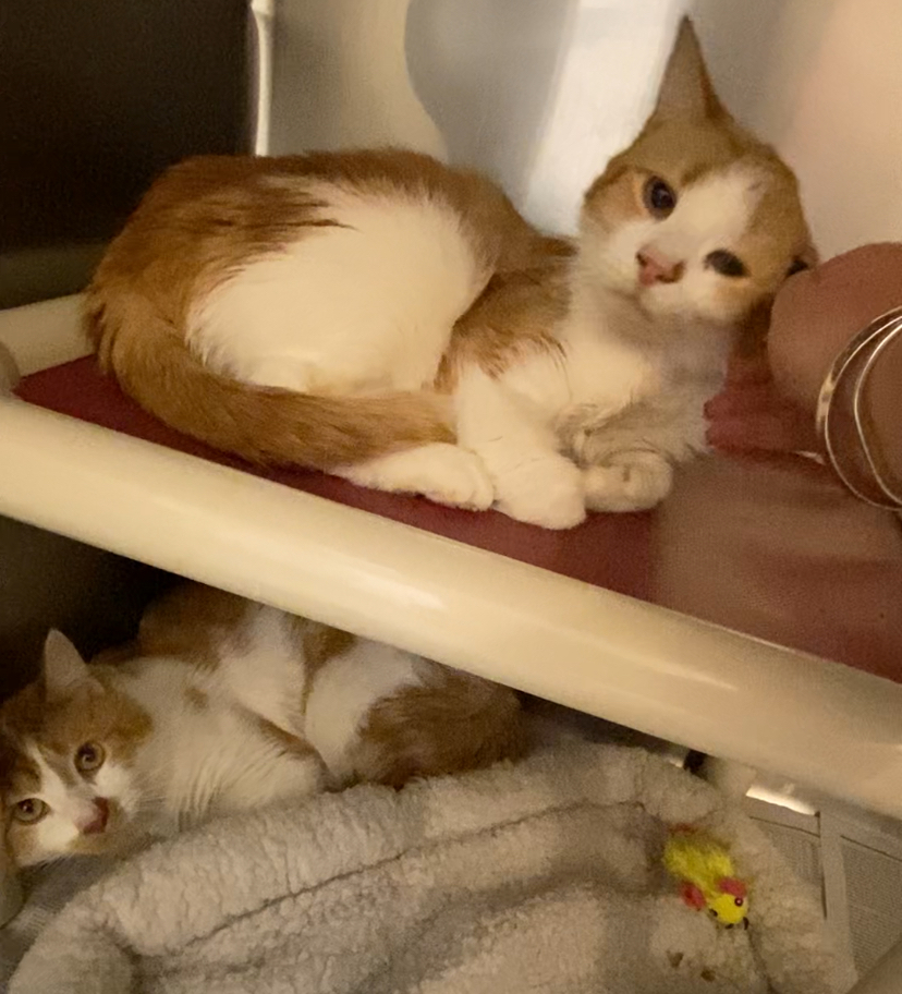 Al & Ed Bonded brothers, a Adoptable Domestic Medium Hair in North Kingstown, RI image 5/6