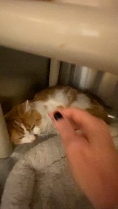 Enlarge Al & Ed Bonded brothers, a Adoptable Domestic Medium Hair in North Kingstown, RI video 6/6