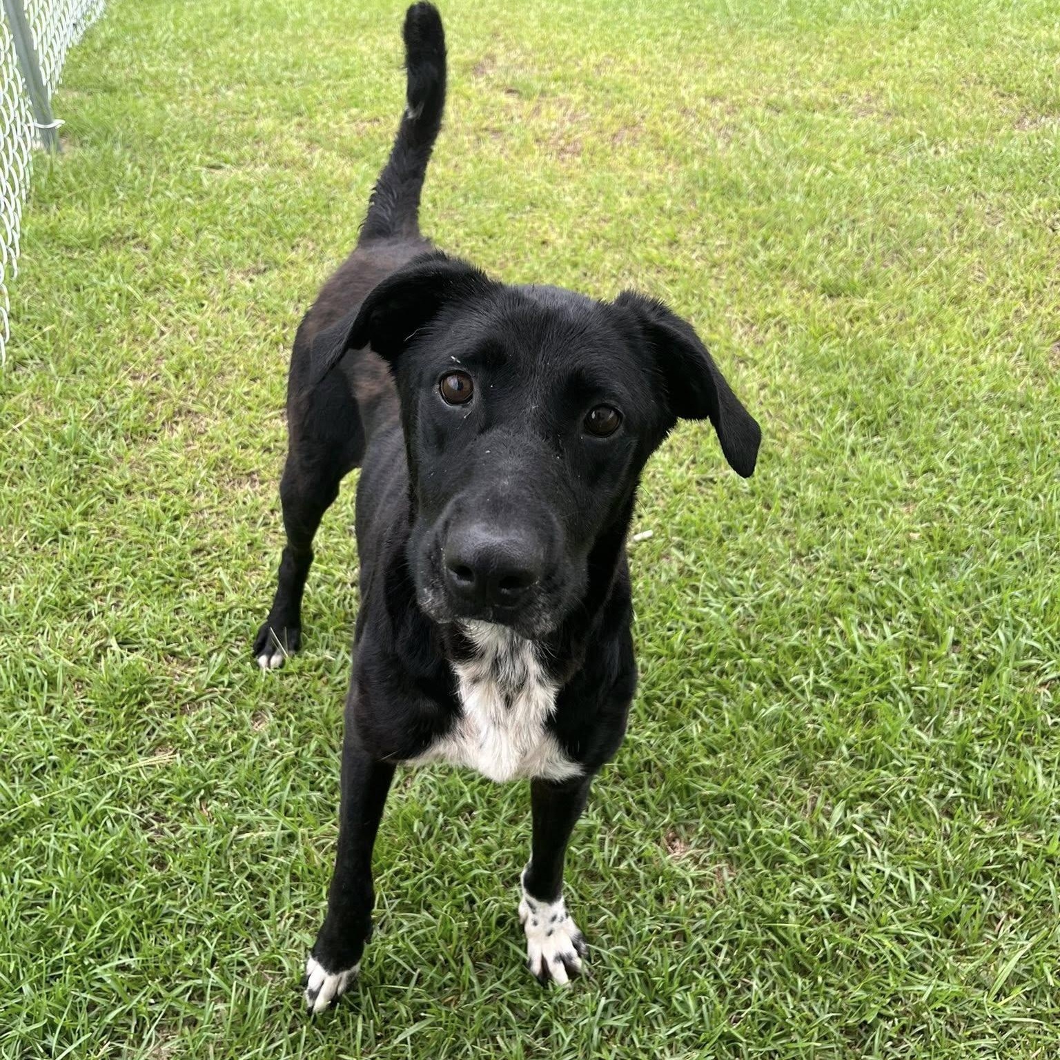 Enlarge Sara, a Adoptable mixed breed in Mullins, SC image 2/2