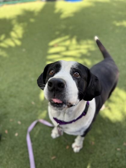Enlarge Oreo, a Adoptable mixed breed in North Miami Beach, FL image 1/3