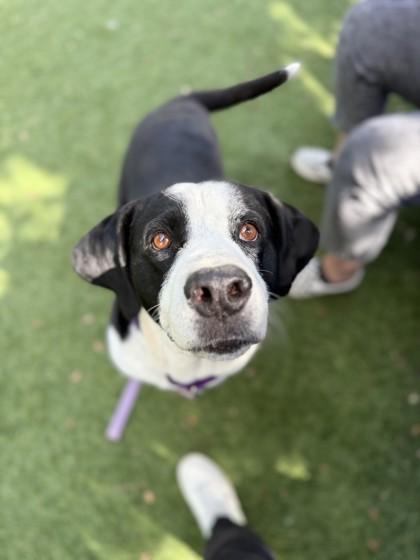 Enlarge Oreo, a Adoptable mixed breed in North Miami Beach, FL image 3/3