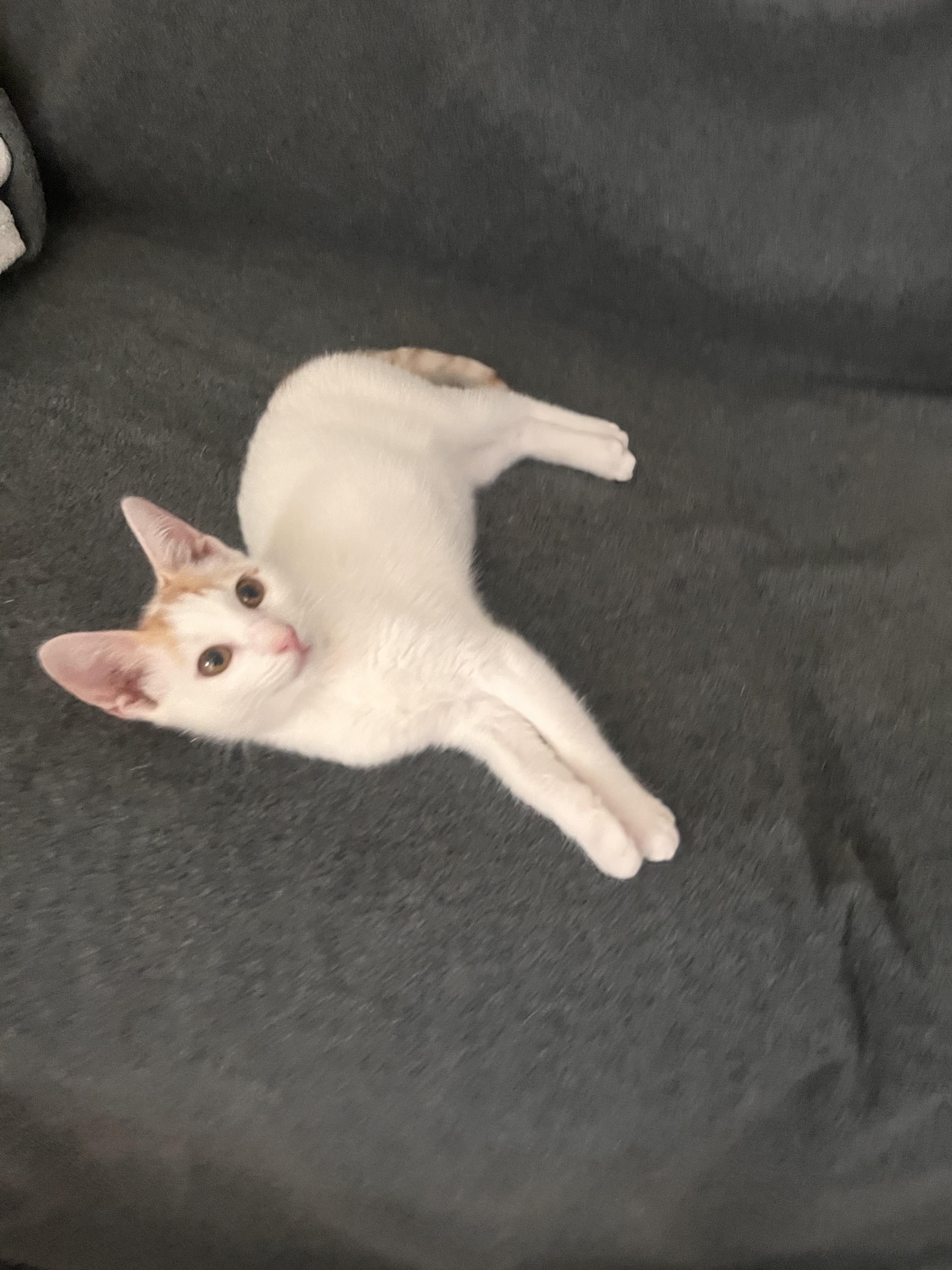 Suzette Poly and Orange Buttons!!