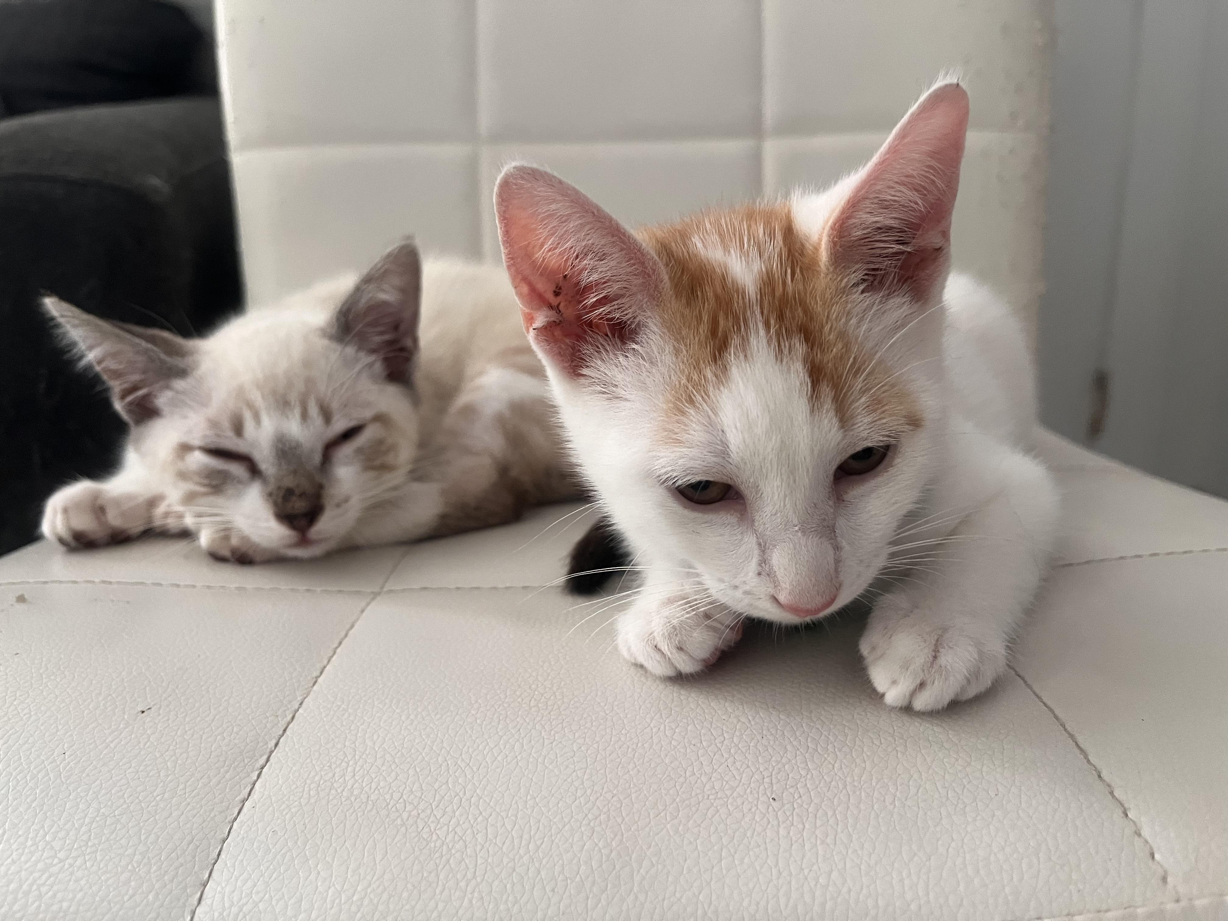 Suzette Poly and Orange Buttons!!