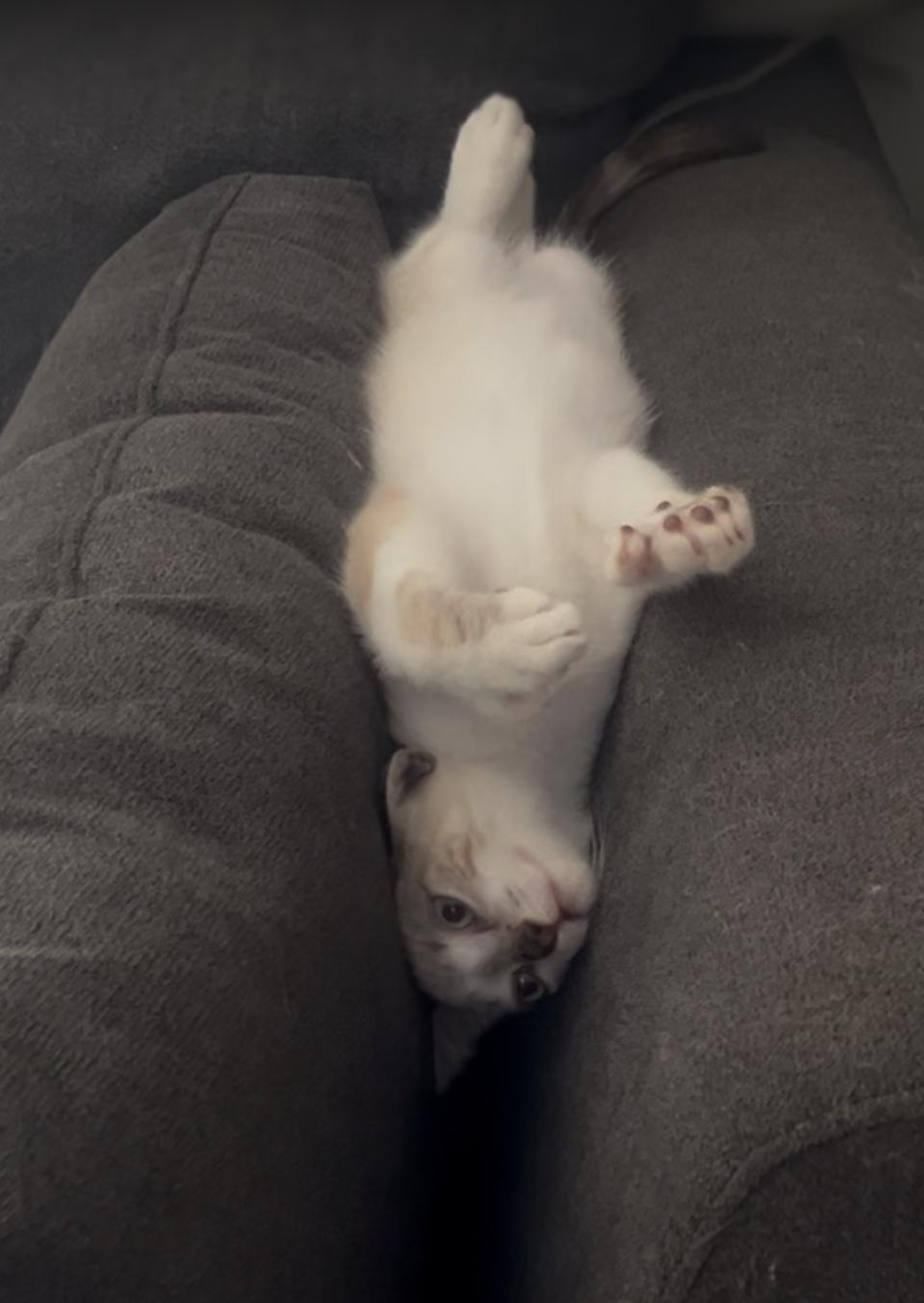 Suzette Poly and Orange Buttons!!