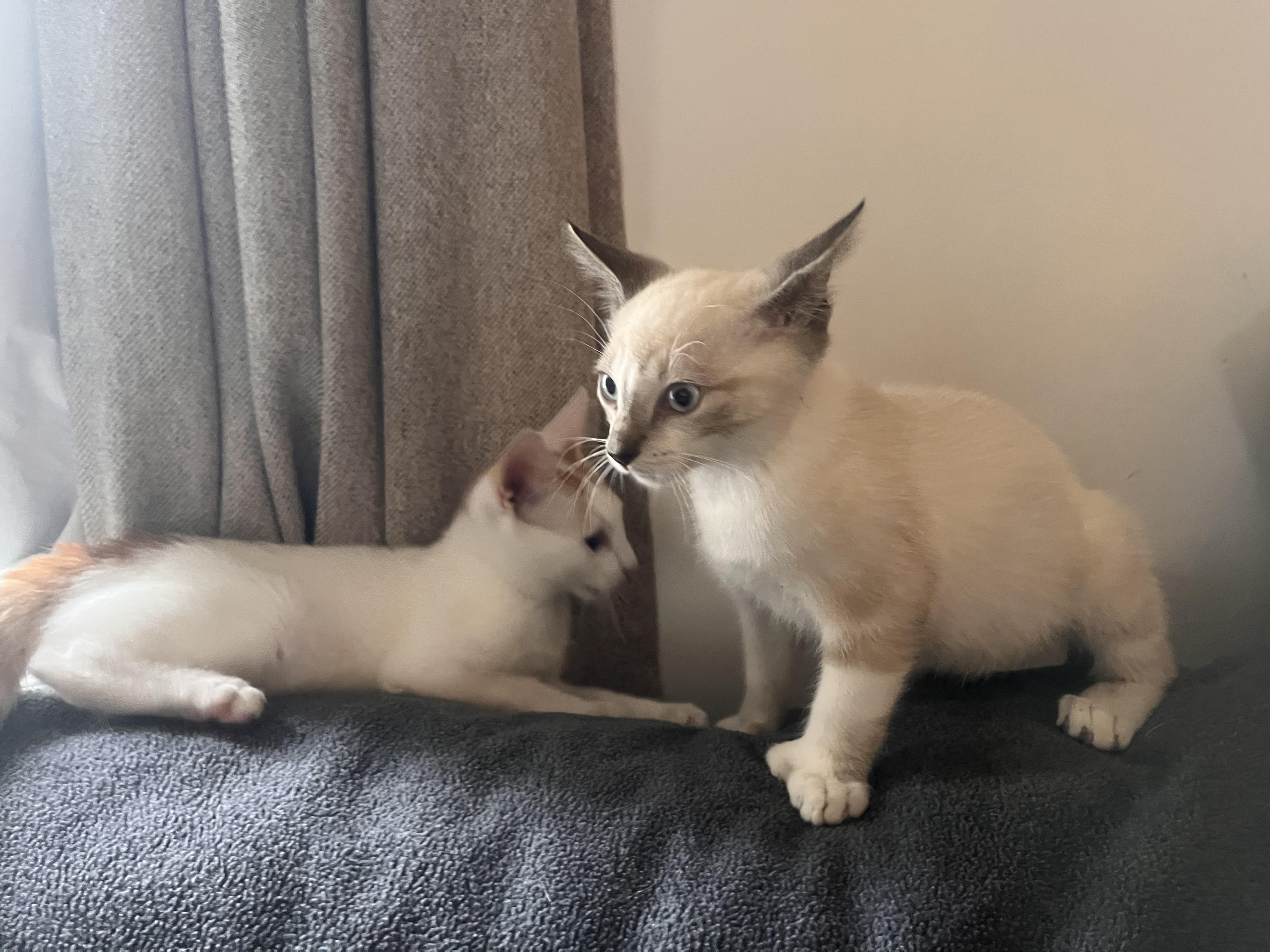 Suzette Poly and Orange Buttons!!