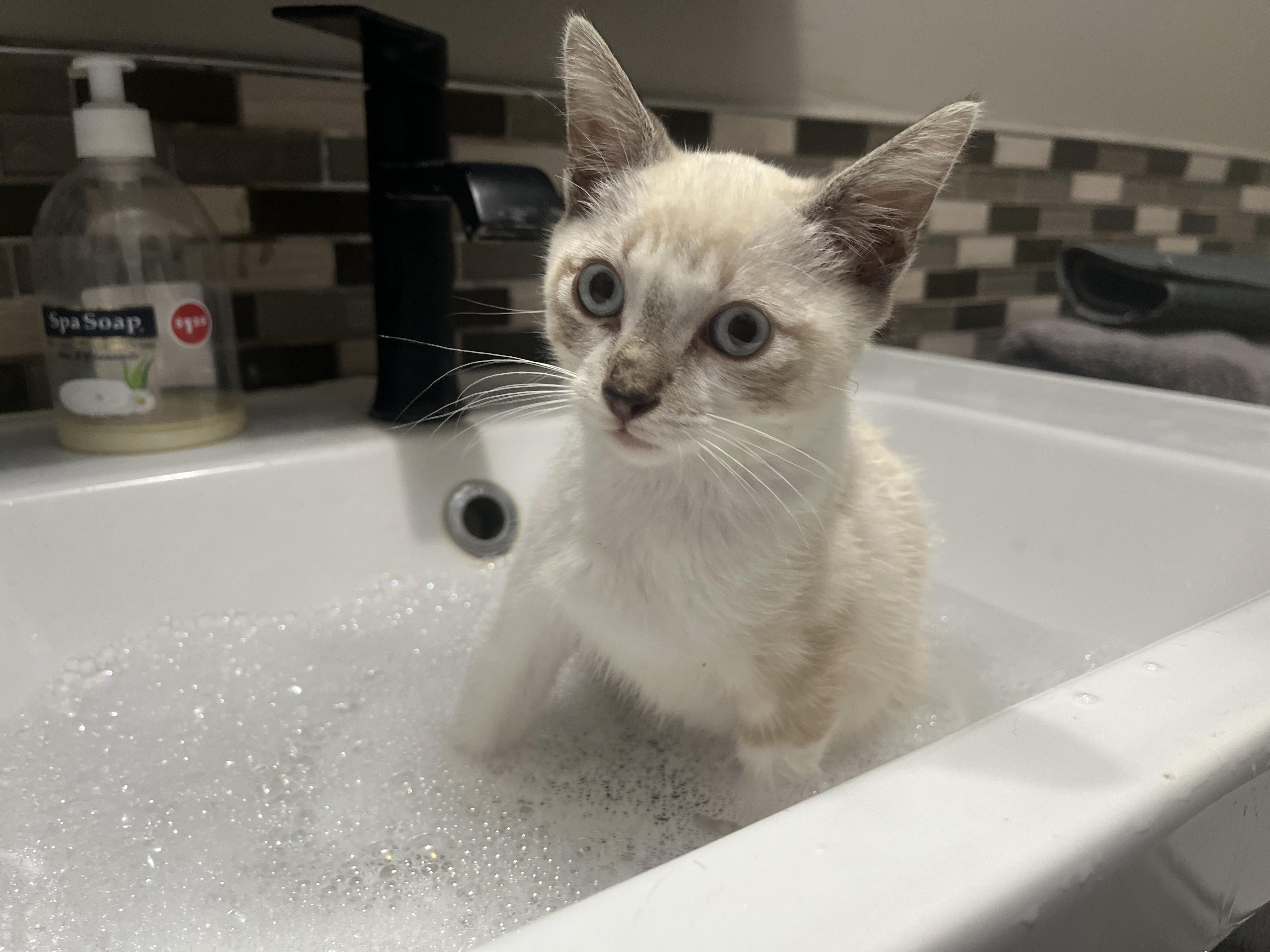 Suzette Poly and Orange Buttons!!