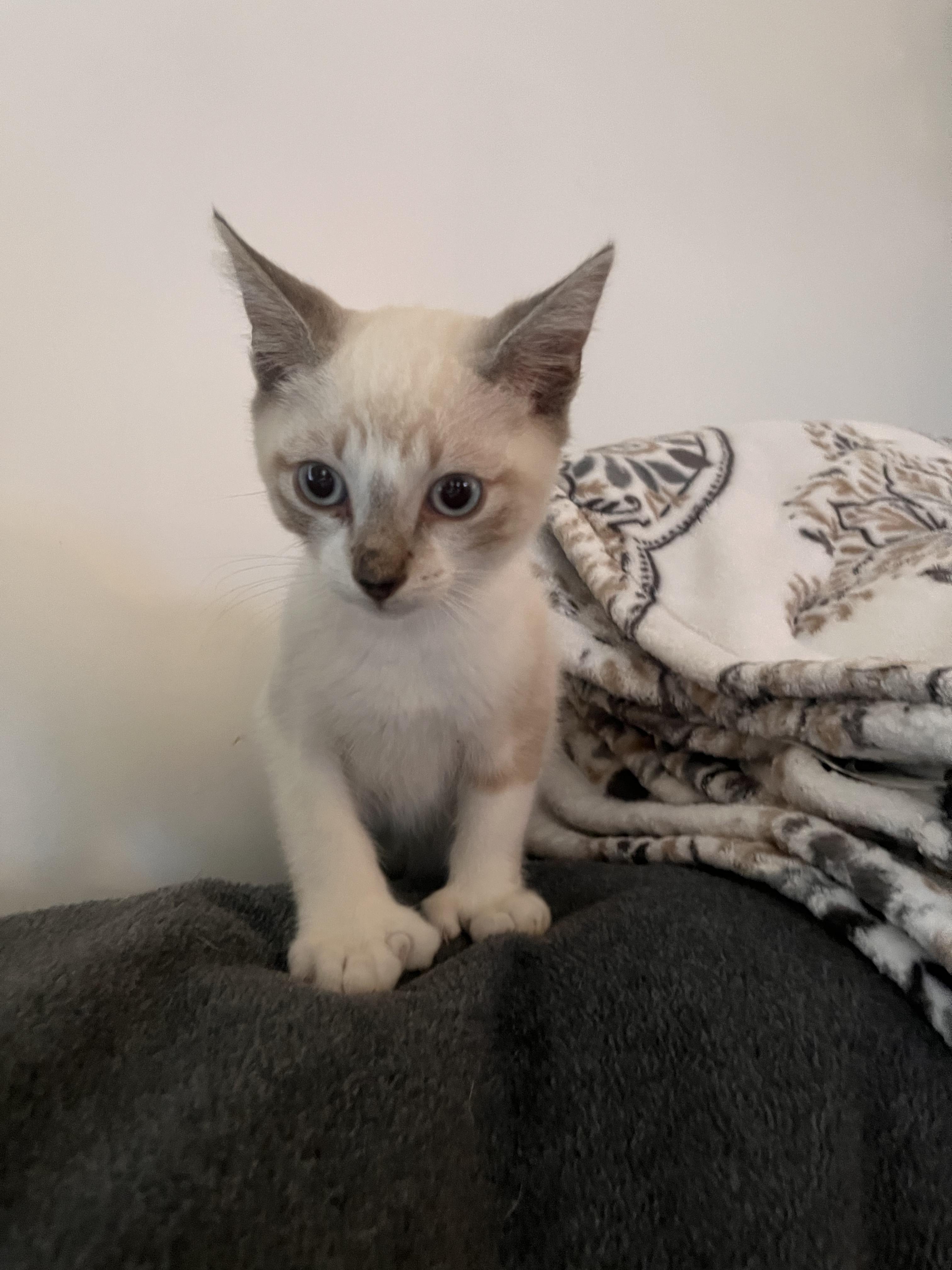 Suzette Poly and Orange Buttons!!