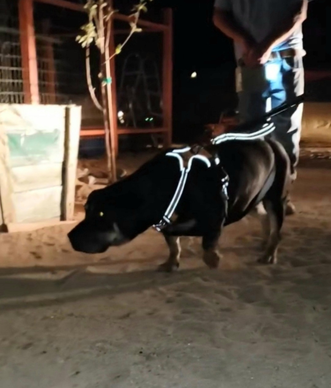 Enlarge Mr. MaGoo, a Adopted mixed breed in Yucca Valley, CA image 1/2