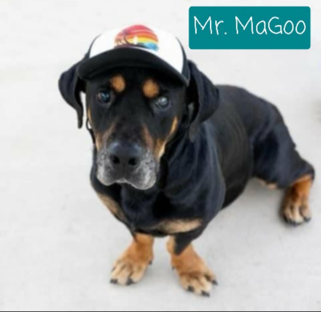 Enlarge Mr. MaGoo, a Adopted mixed breed in Yucca Valley, CA image 2/2